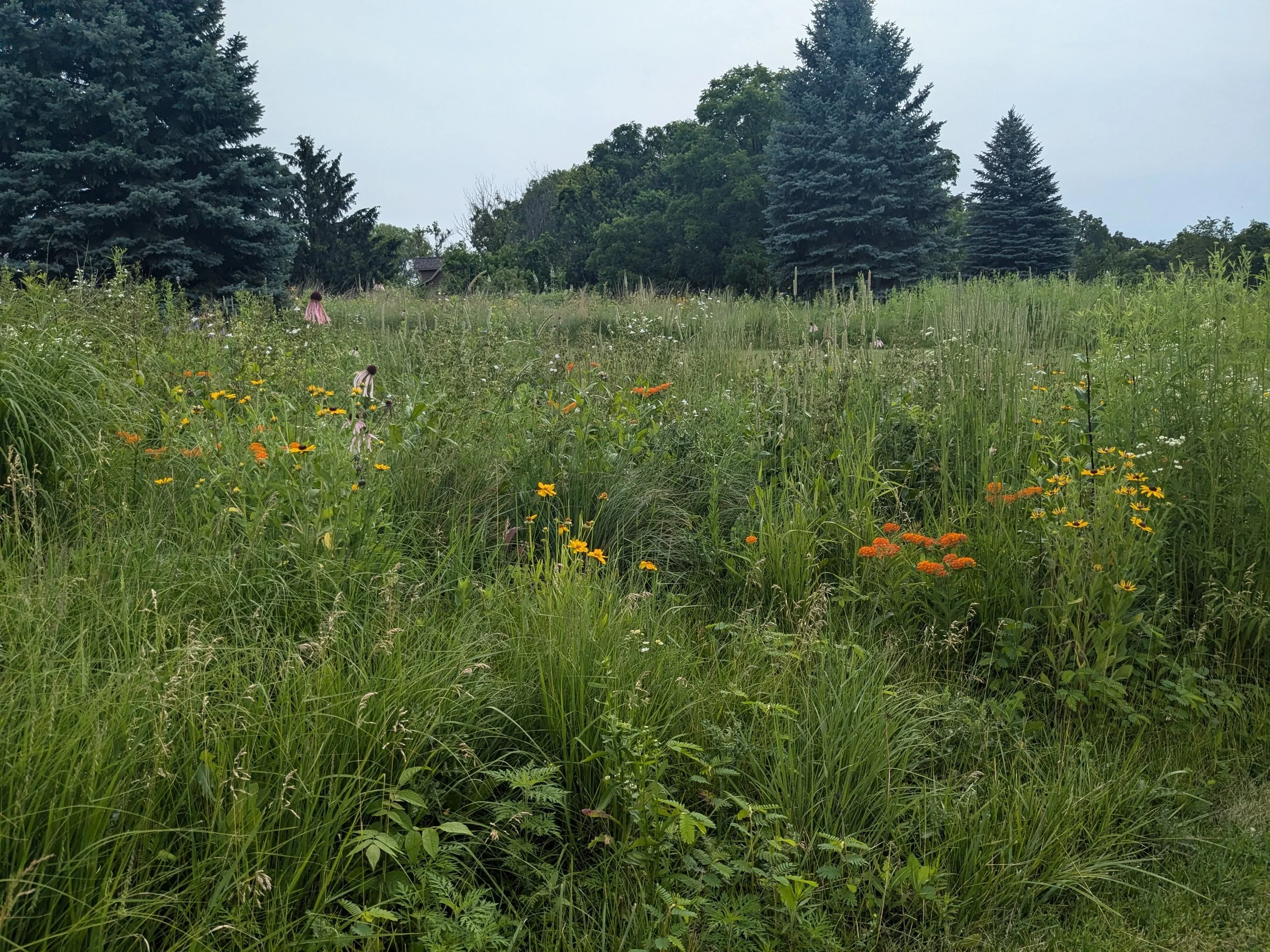 Lawn to Prairie Conversion