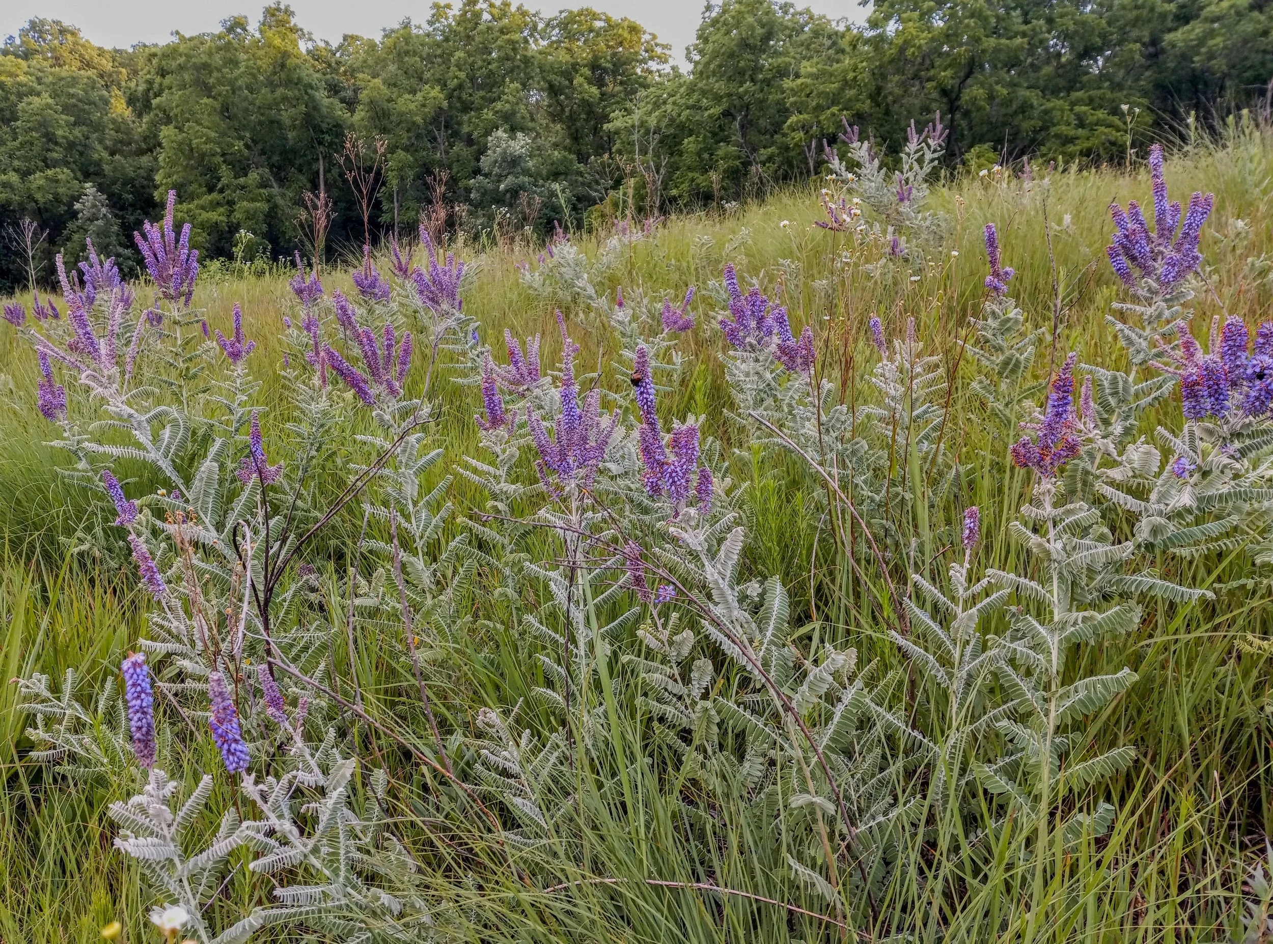 Prairie Remnant Restoration