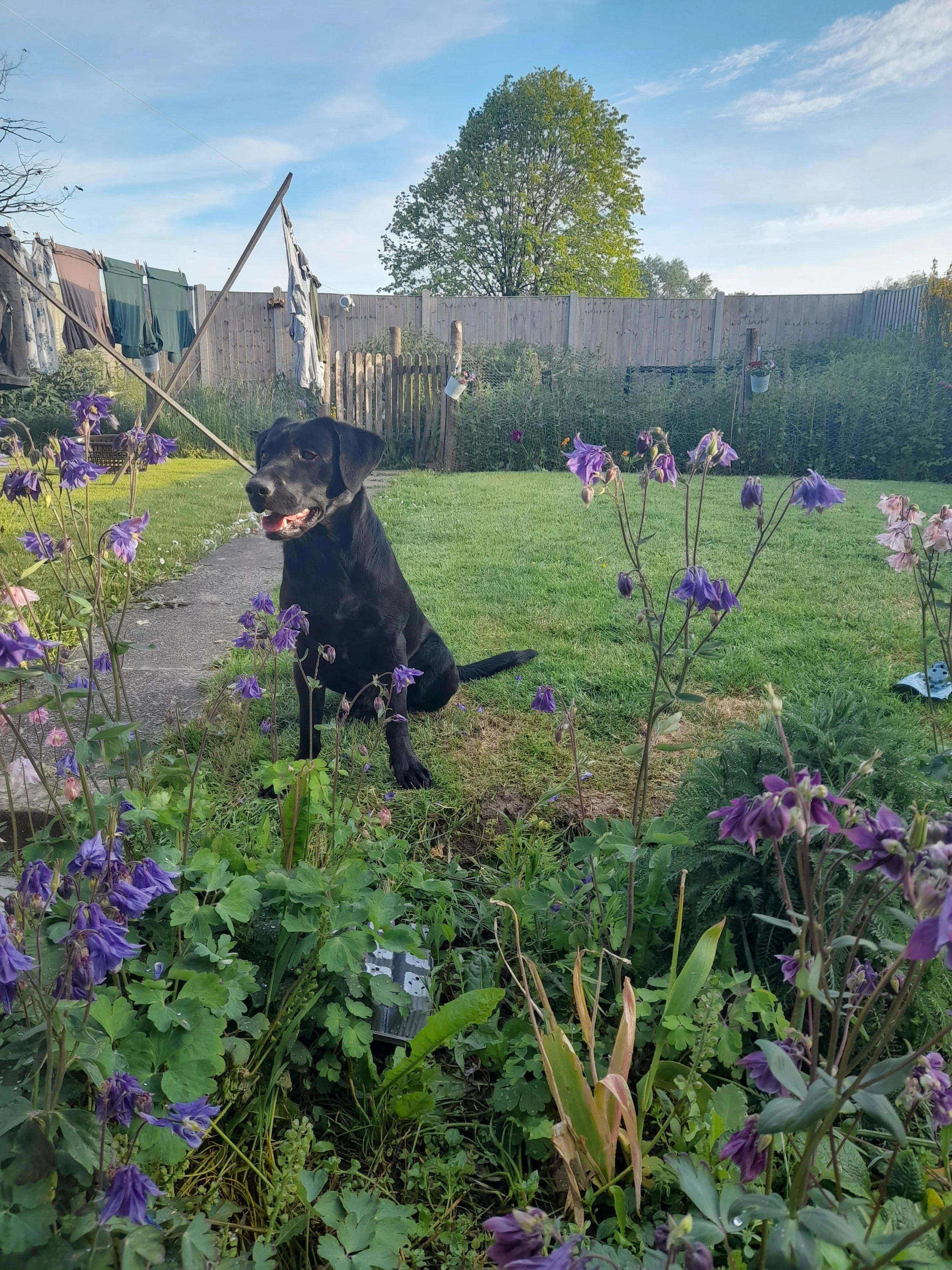 A black dog sitting in a garden surrounded by purple flowers, with a green lawn, a wooden fence, and a large tree in the background under a clear blue sky.