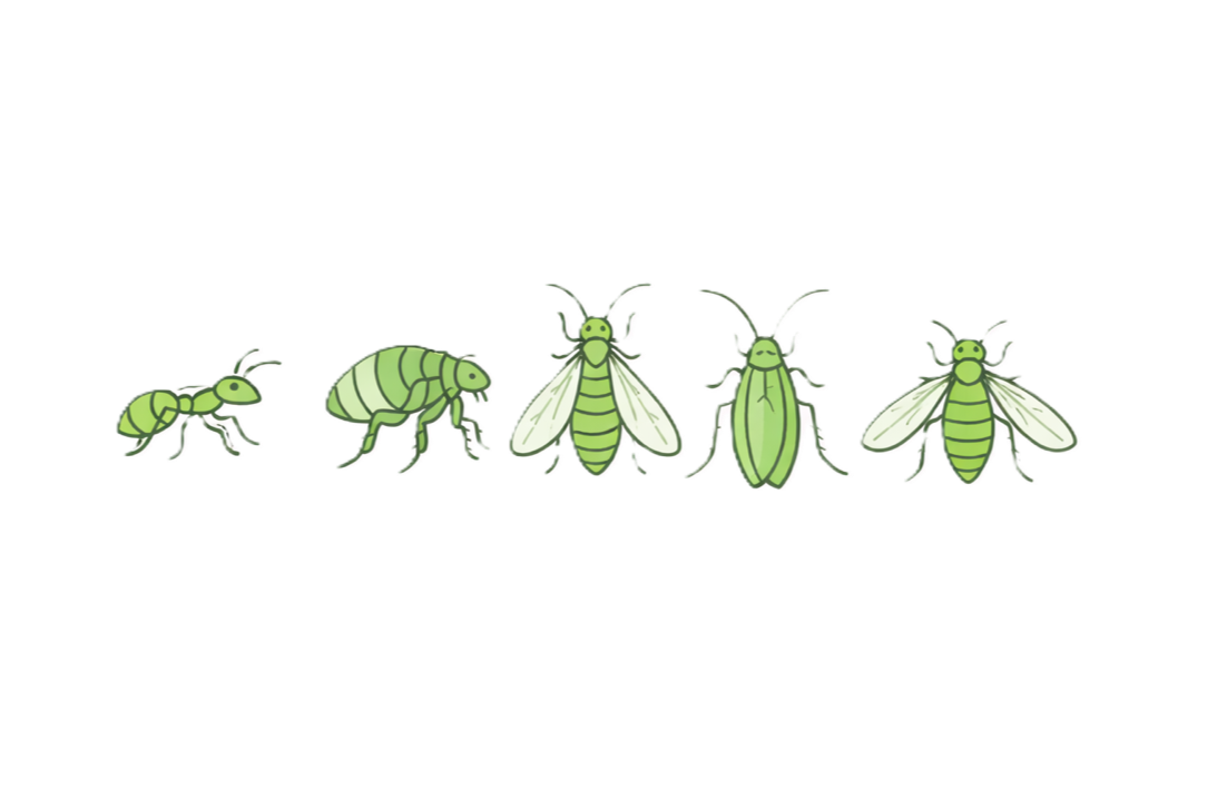 A diagram showing the life cycle of a bee, including egg, larva, pupa, and adult bee stages.