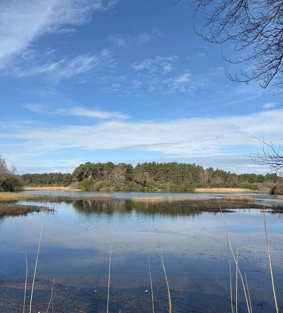 🦢A little look at Morden Lake 🤍

These are the before images as we begin preparing this beautiful woodland setting to bring your wedding in the woods dreams to life. Set quietly within the Dorset countryside the lake and surrounding landscape alrea