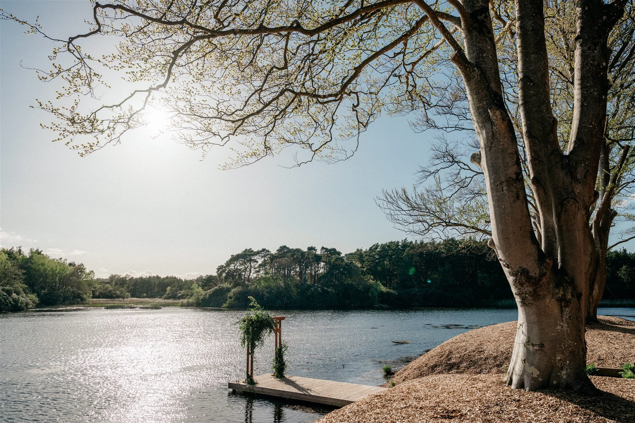 A large tree with bare branches next to a river under a bright sun, with a dock and greenery in the background.