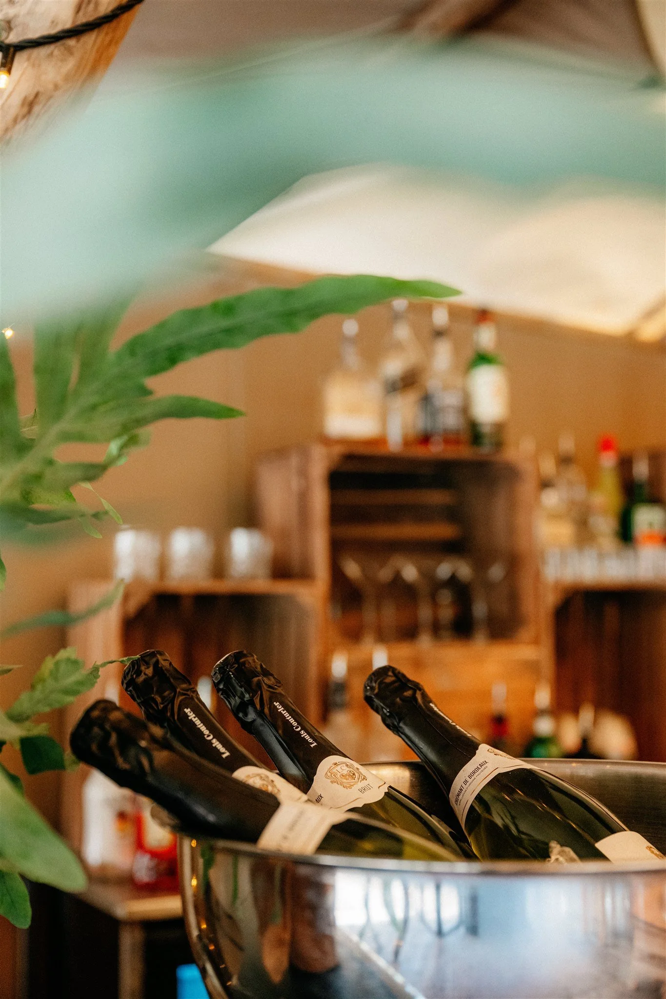 Wine bottles in a metal wine bucket on a bar or counter, with a blurred background of shelves with bottles and glasses, and some green leaves in the foreground.