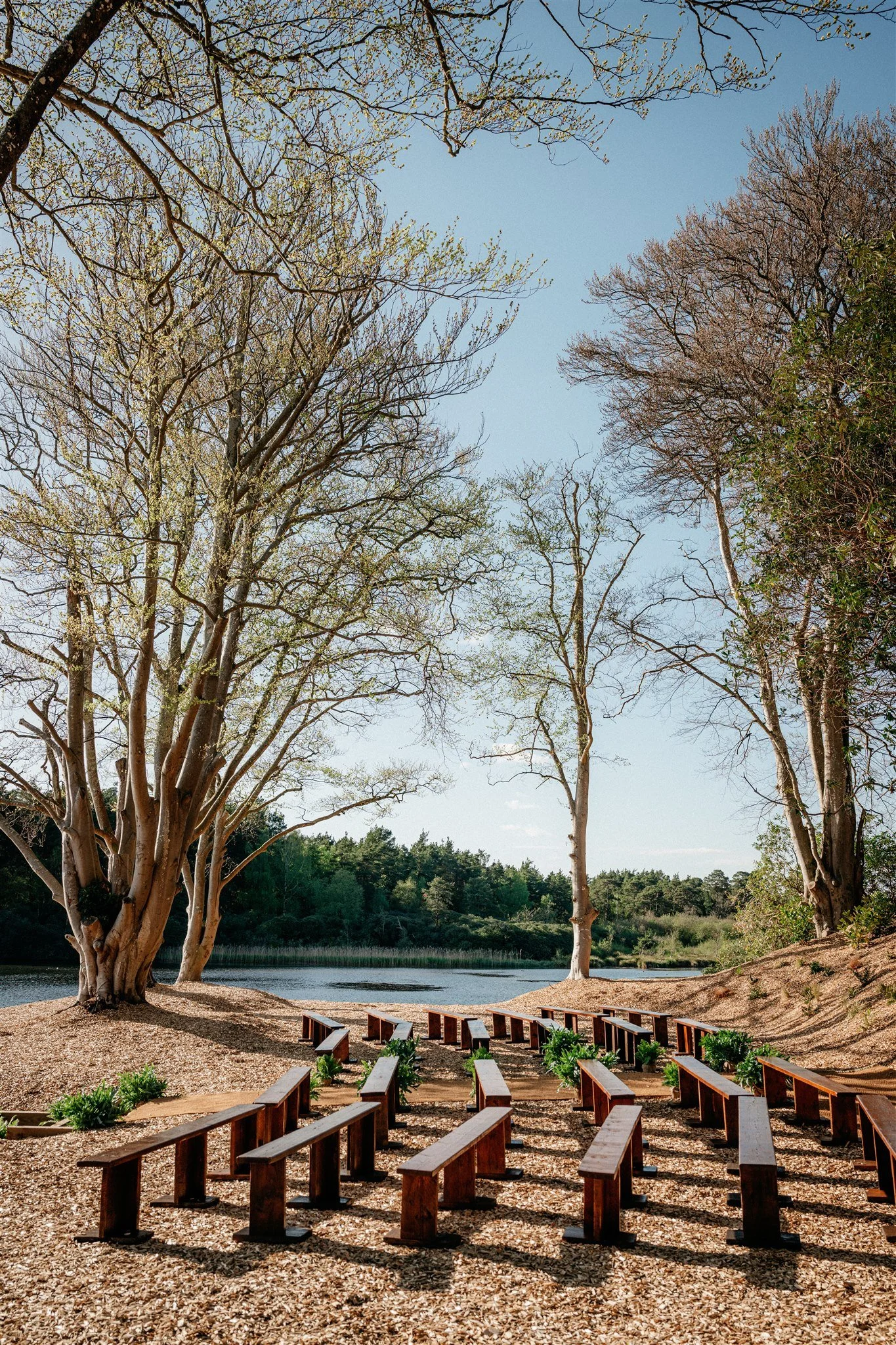 Trees lining a calm lakeshore with benches in the foreground and a clear blue sky above.