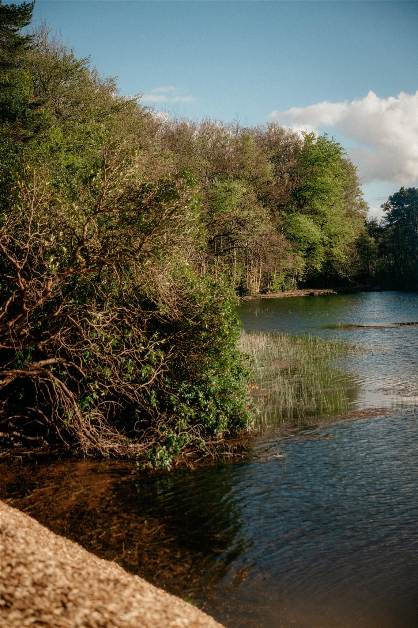 A river with trees on the bank, some with green leaves and others bare, under a partly cloudy sky.