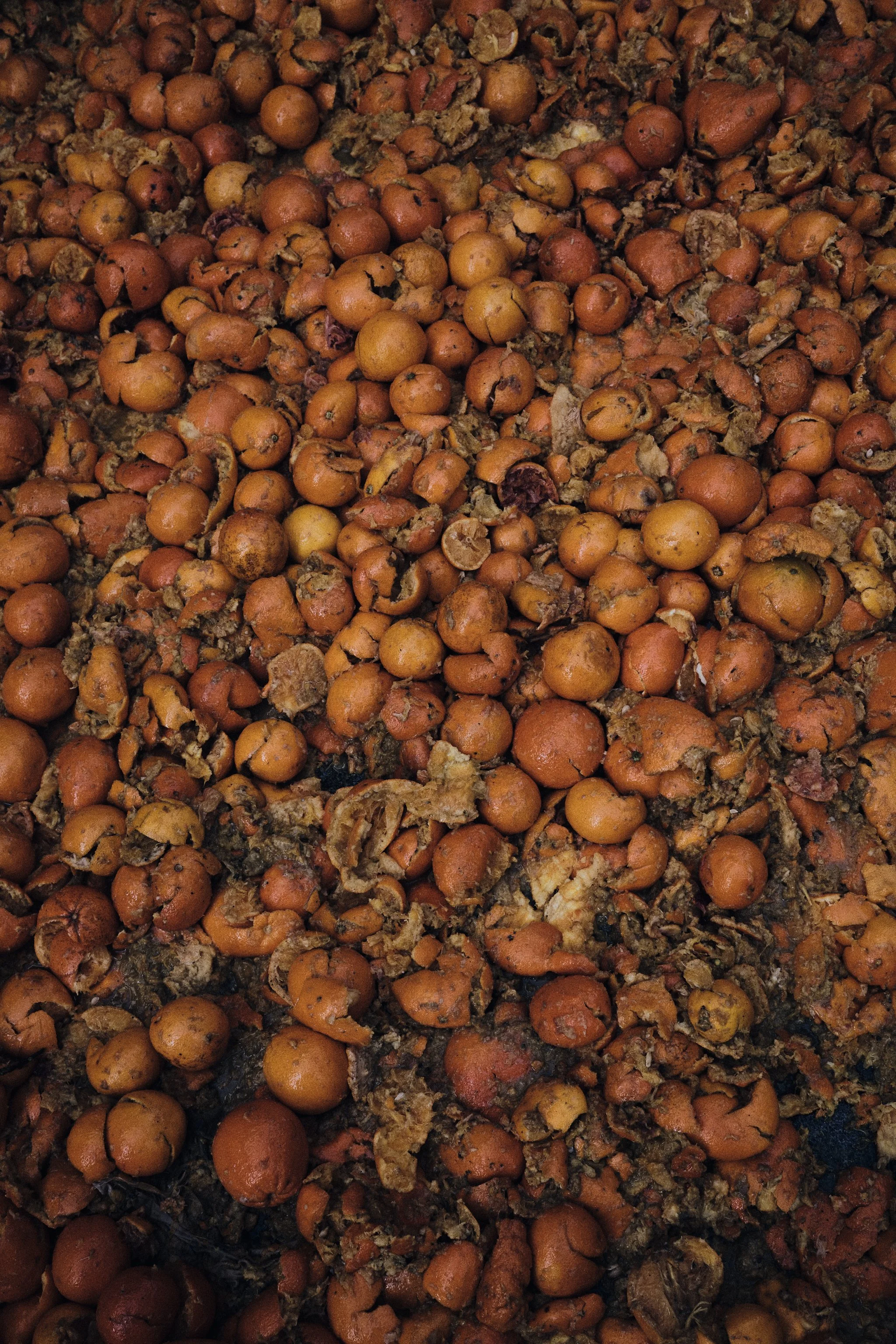 Cluster of small, round, reddish-brown dried berries or seeds mixed with debris.