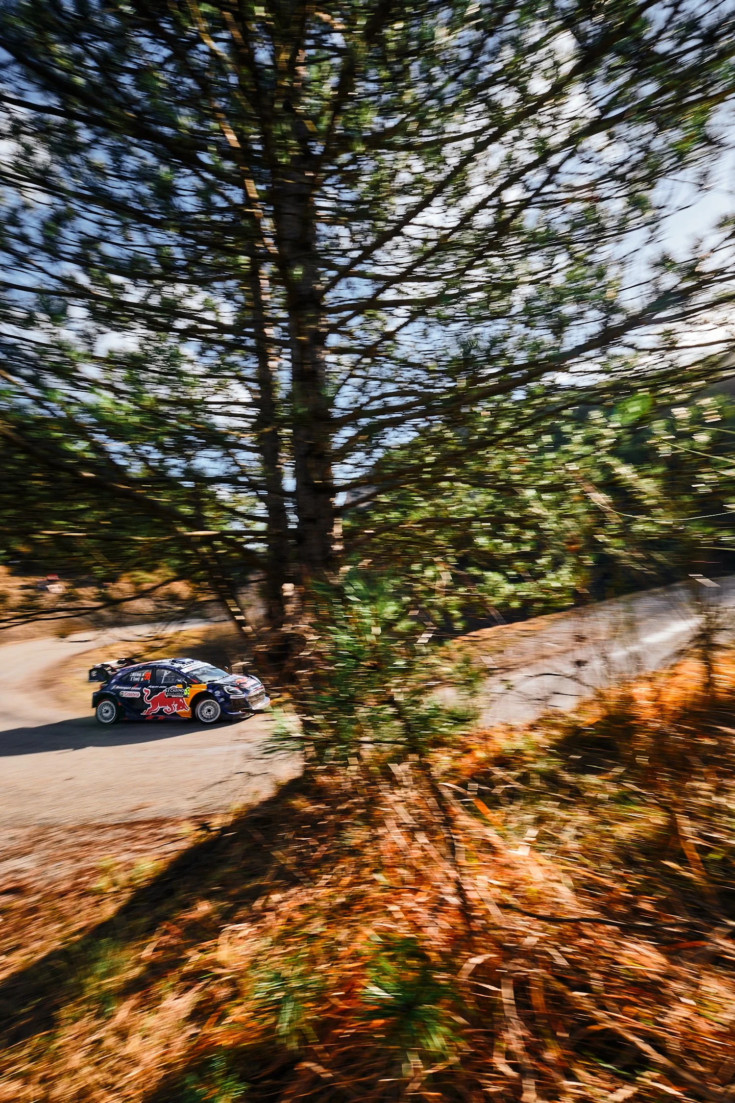 A rally car speeds along a dirt road, framed by a large tree with leaves and branches, with motion blur suggesting high speed.