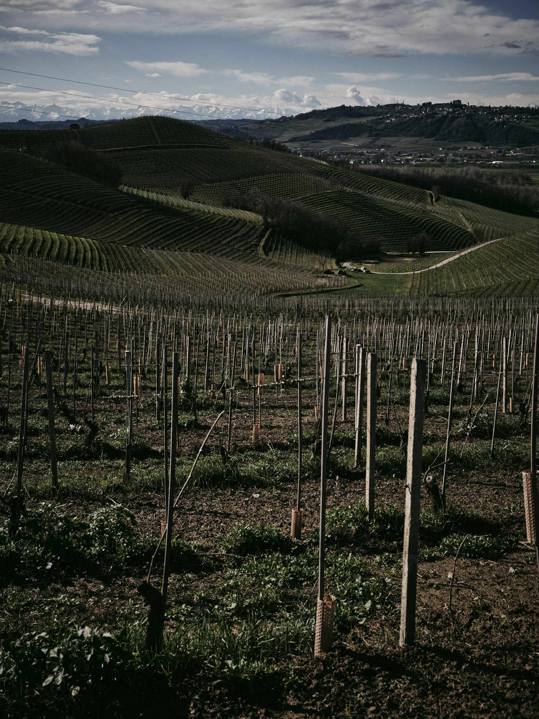 A vineyard with rows of young grapevines supported by stakes, set on rolling green hills under a partly cloudy sky.