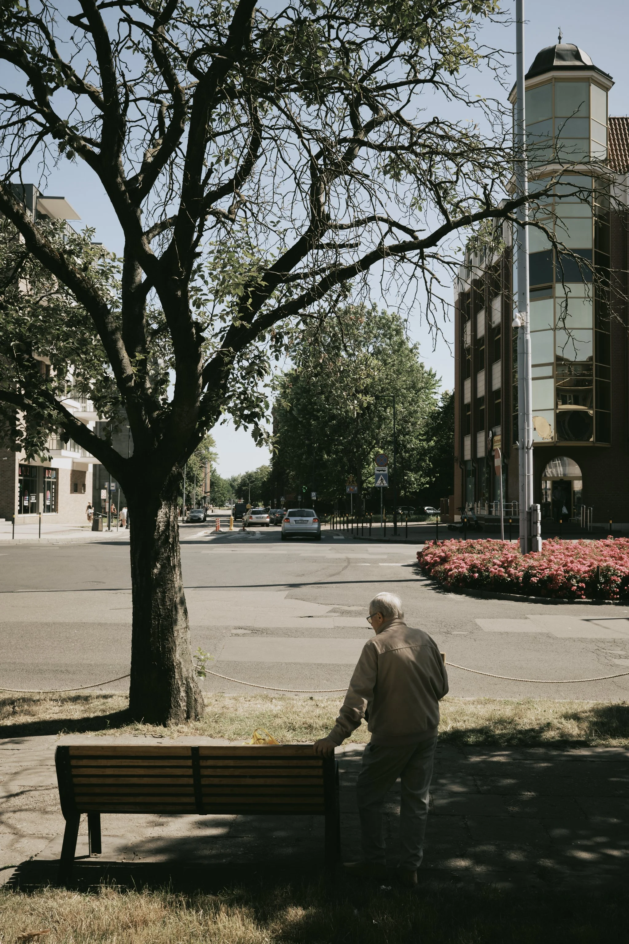 An elderly man in a beige jacket sitting on a park bench under a large tree, overlooking a city street with cars and a modern building in the background.