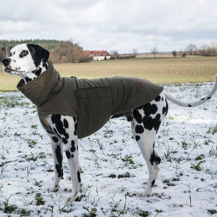 🐕 🐾 Coats, Boots and Visibility – Winter Walk Gear Your Dog Actually Needs