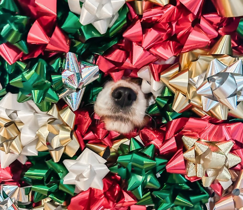🎄🐾 Festive Paws: How to Keep Your Dog Safe and Happy This Christmas