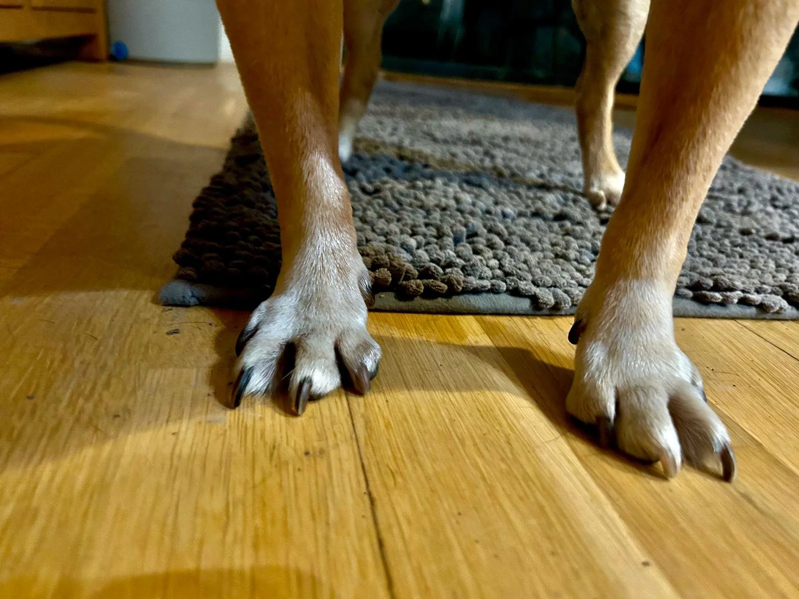 🐾 Paw Protection 101: Salt, ice and winter hazards every dog owner should know