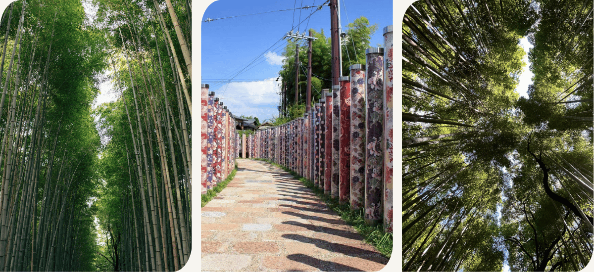 Bamboo forest - Kinomo forest