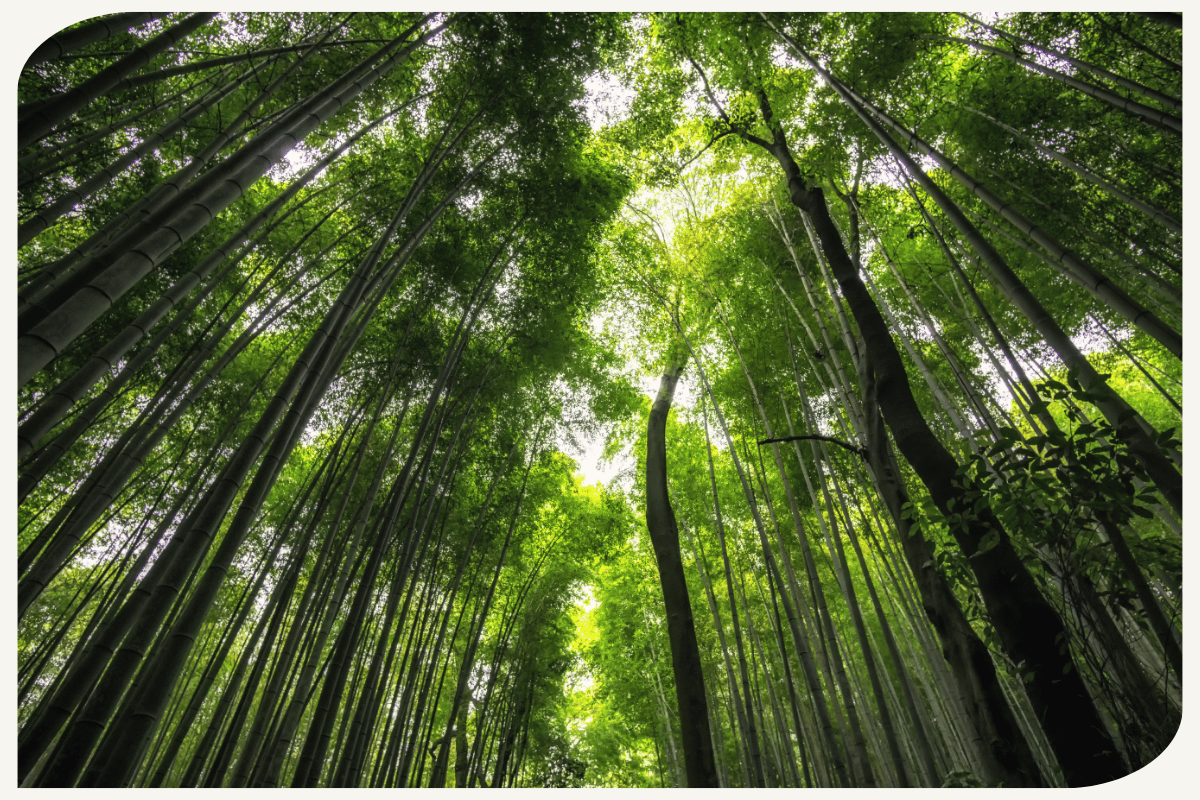 Arashiyama Bamboo Forest