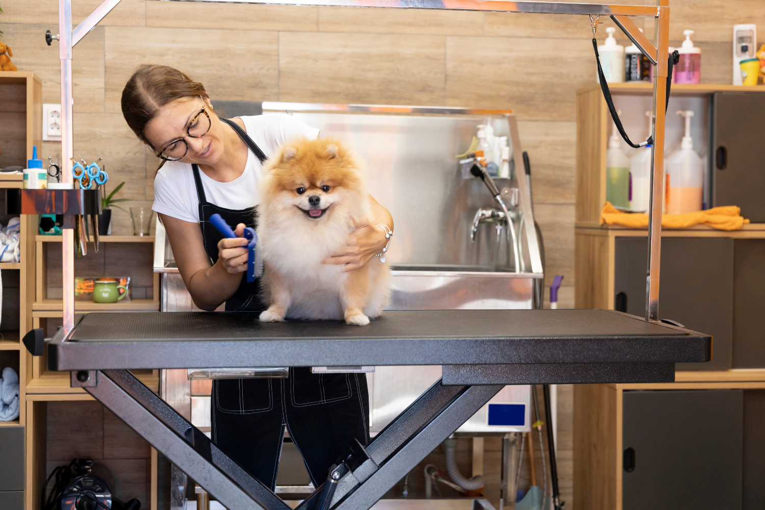 A woman grooming a fluffy Pomeranian dog on a grooming table in a pet grooming salon.