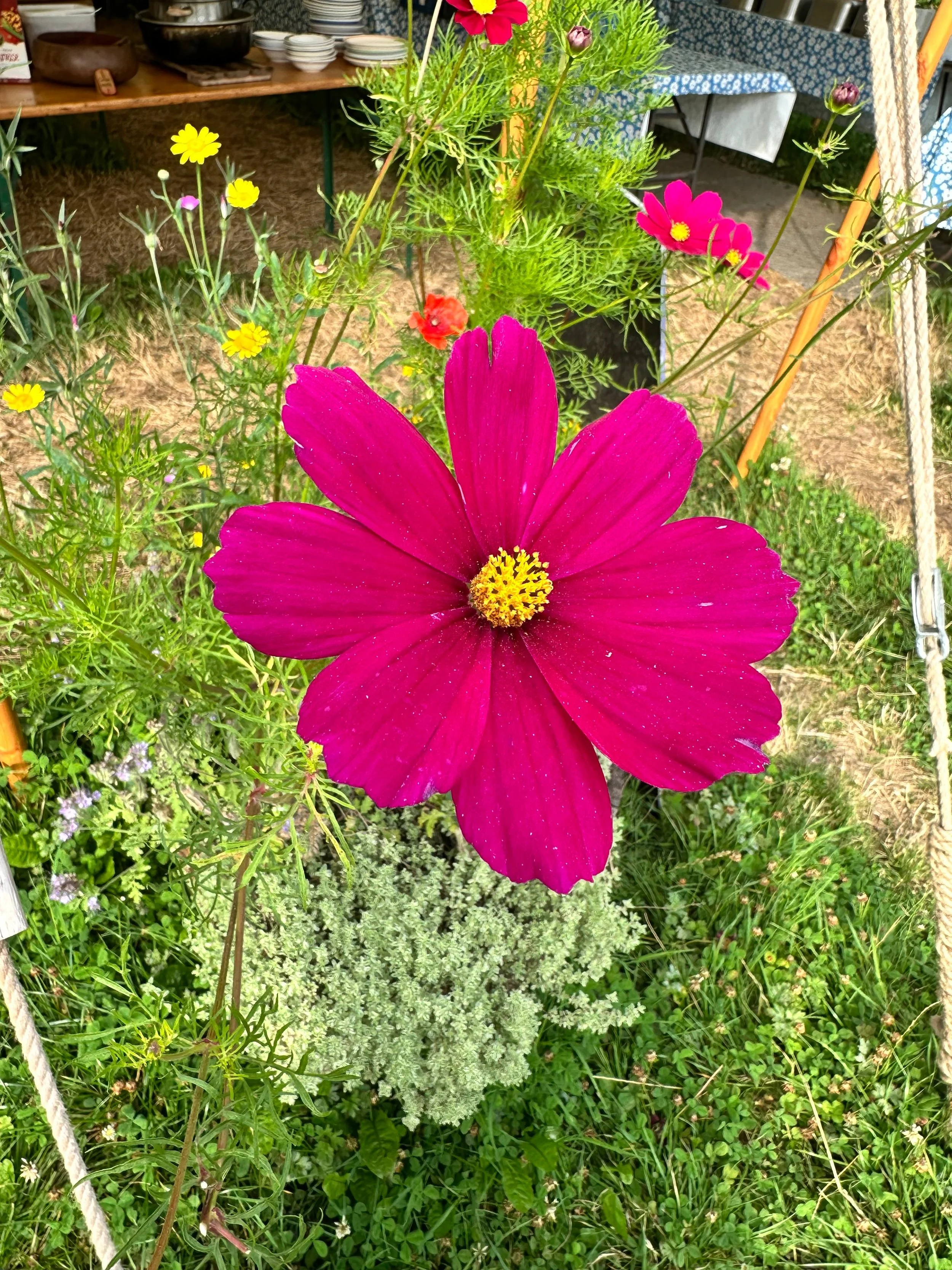 Colorful garden with a large magenta flower in the foreground, surrounded by yellow, pink, orange, and white small flowers, and greenery beneath. In the background, there are tables with dishes and a blue patterned tablecloth.