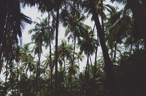 A dense forest of tall palm trees with green fronds against a blue sky.