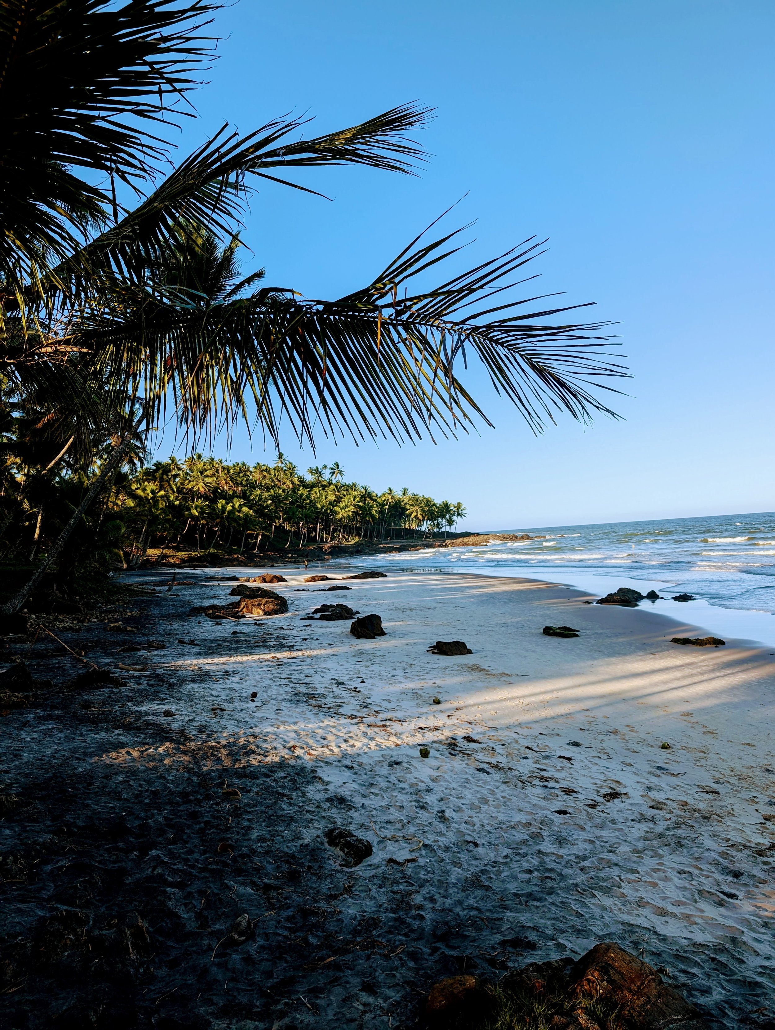 A beach scene with a palm tree in the foreground, sandy shoreline with rocks, and a line of palm trees in the distance under a clear blue sky.