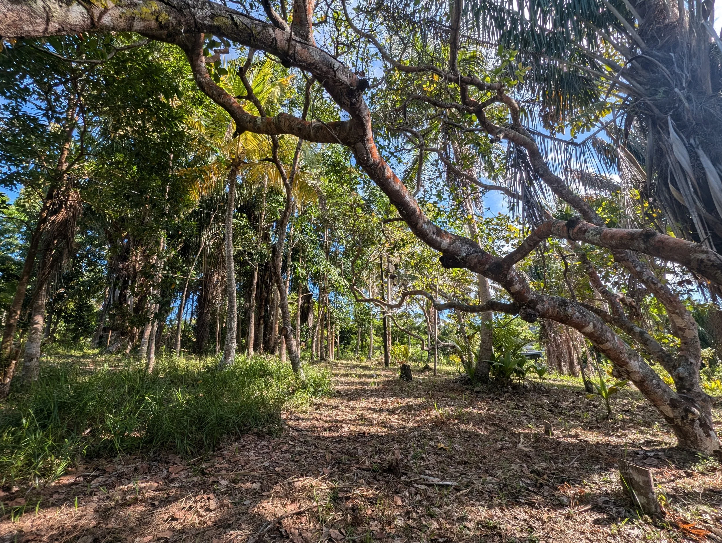 A forest scene with tall trees, lush green foliage, and sunlight filtering through the branches onto the ground.