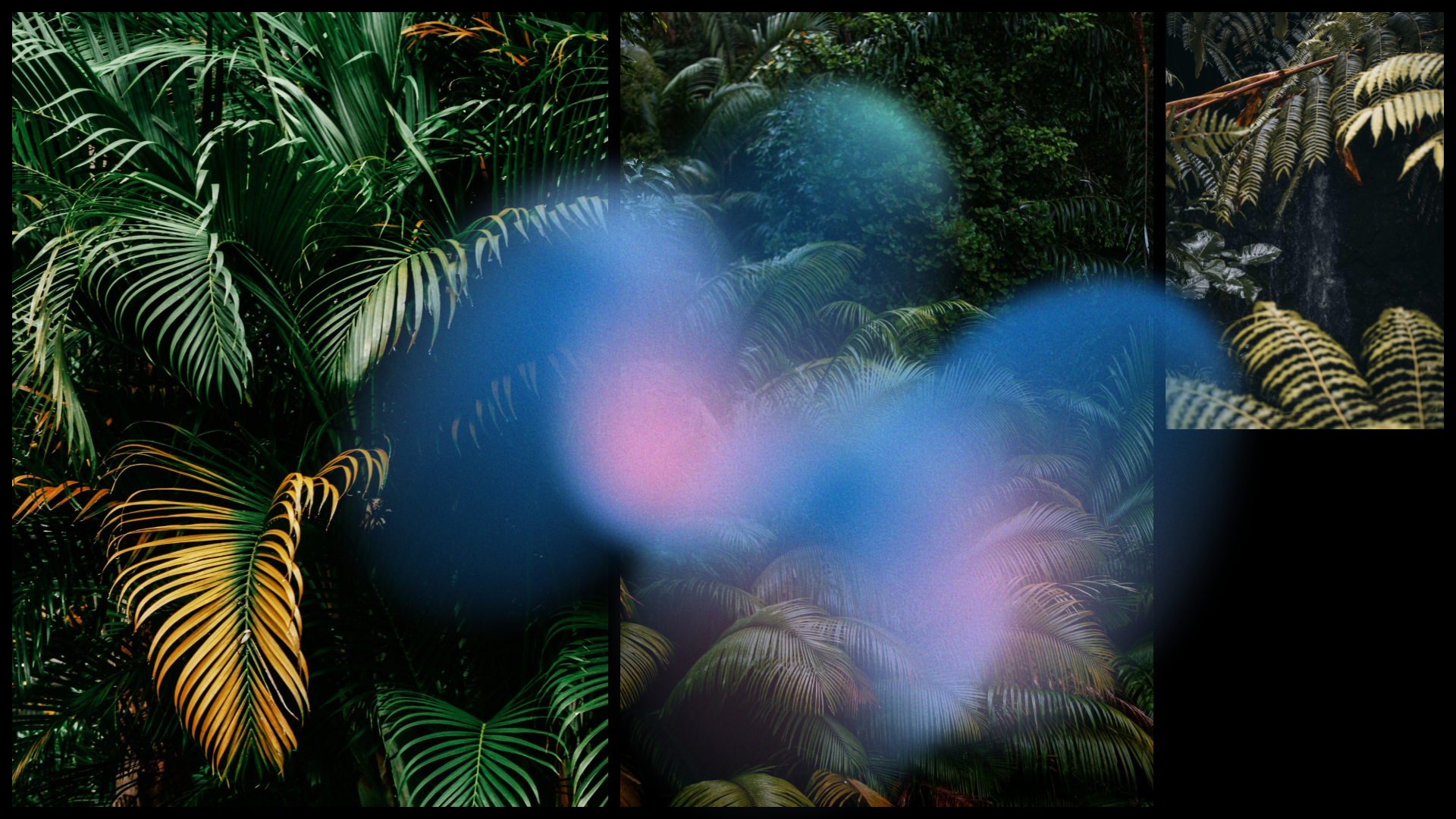 Dense tropical rainforest with lush green foliage and ferns, with blurred colorful lens flares in blue and pink.