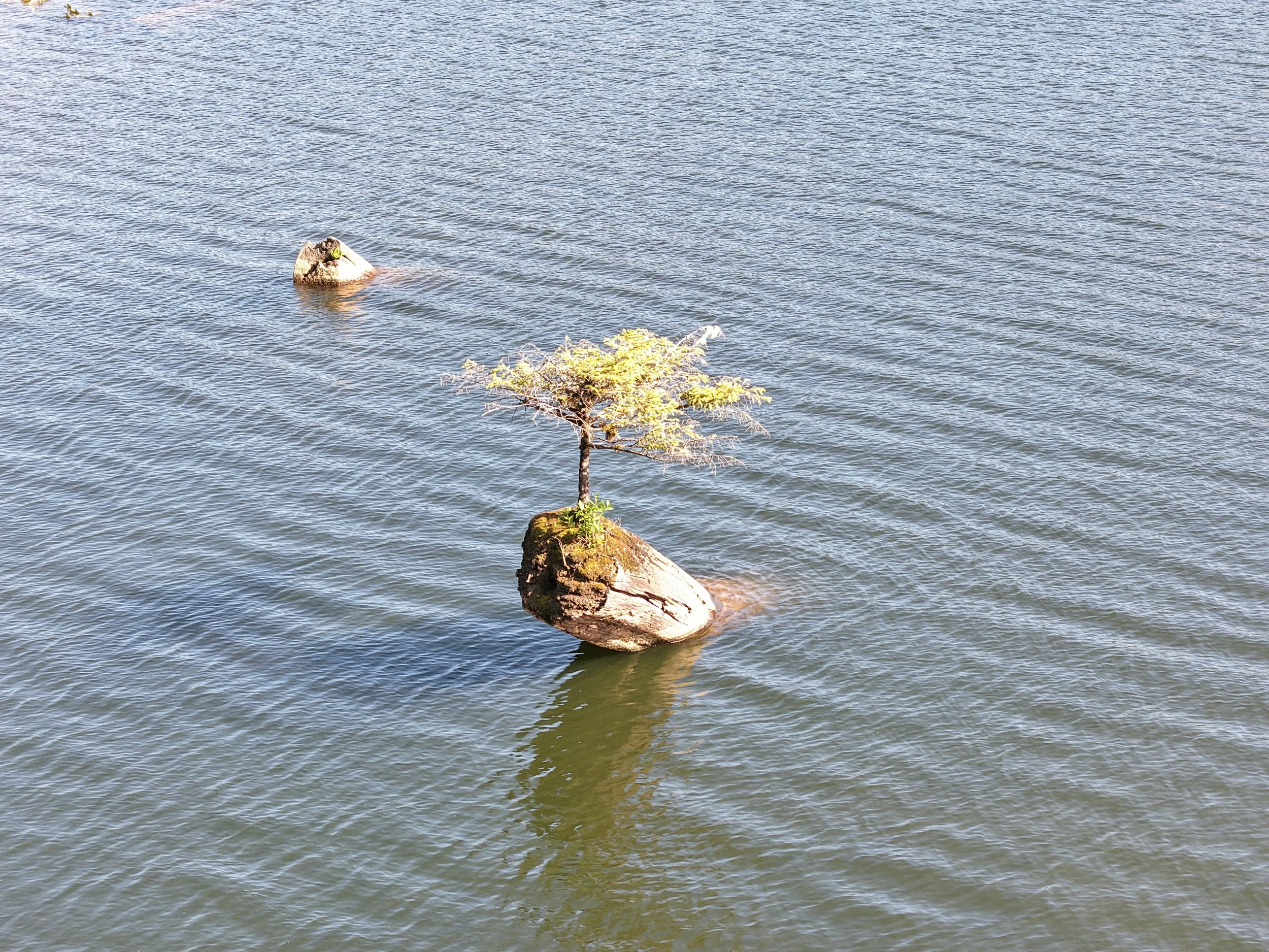 FairyLakeTree.JPG