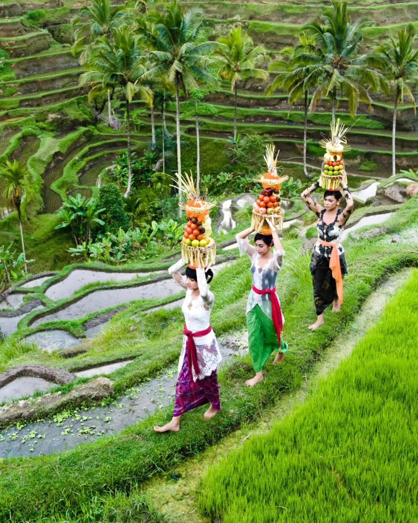 Following the green steps of Tegalalang. Carrying the vibrant spirit of Bali through the fields.

www.carpeasia.com
Your Journey, Elevated