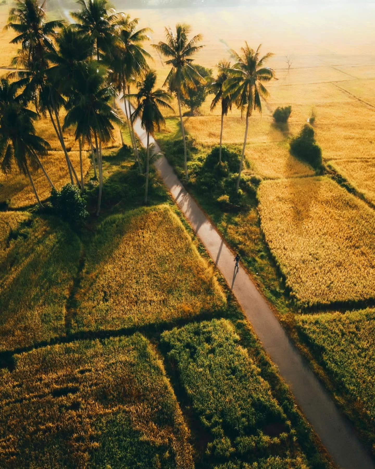 Slow roads, soft light, and endless palms. This is the rhythm of rural Malaysia.

www.carpeasia.com
Your Journey, Elevated