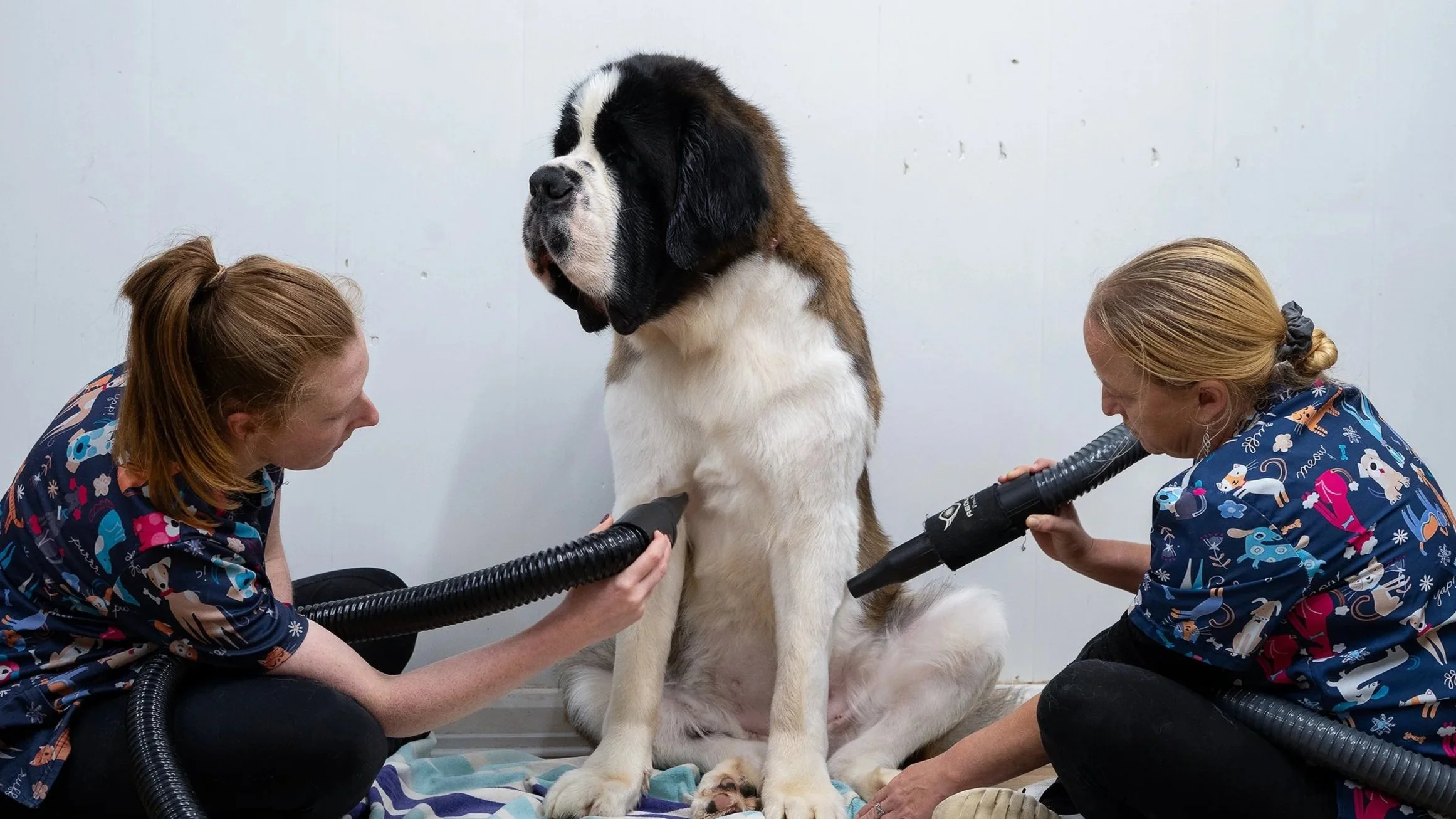 Two veterinarians using ultrasound equipment on a large Saint Bernard dog in a veterinary clinic.