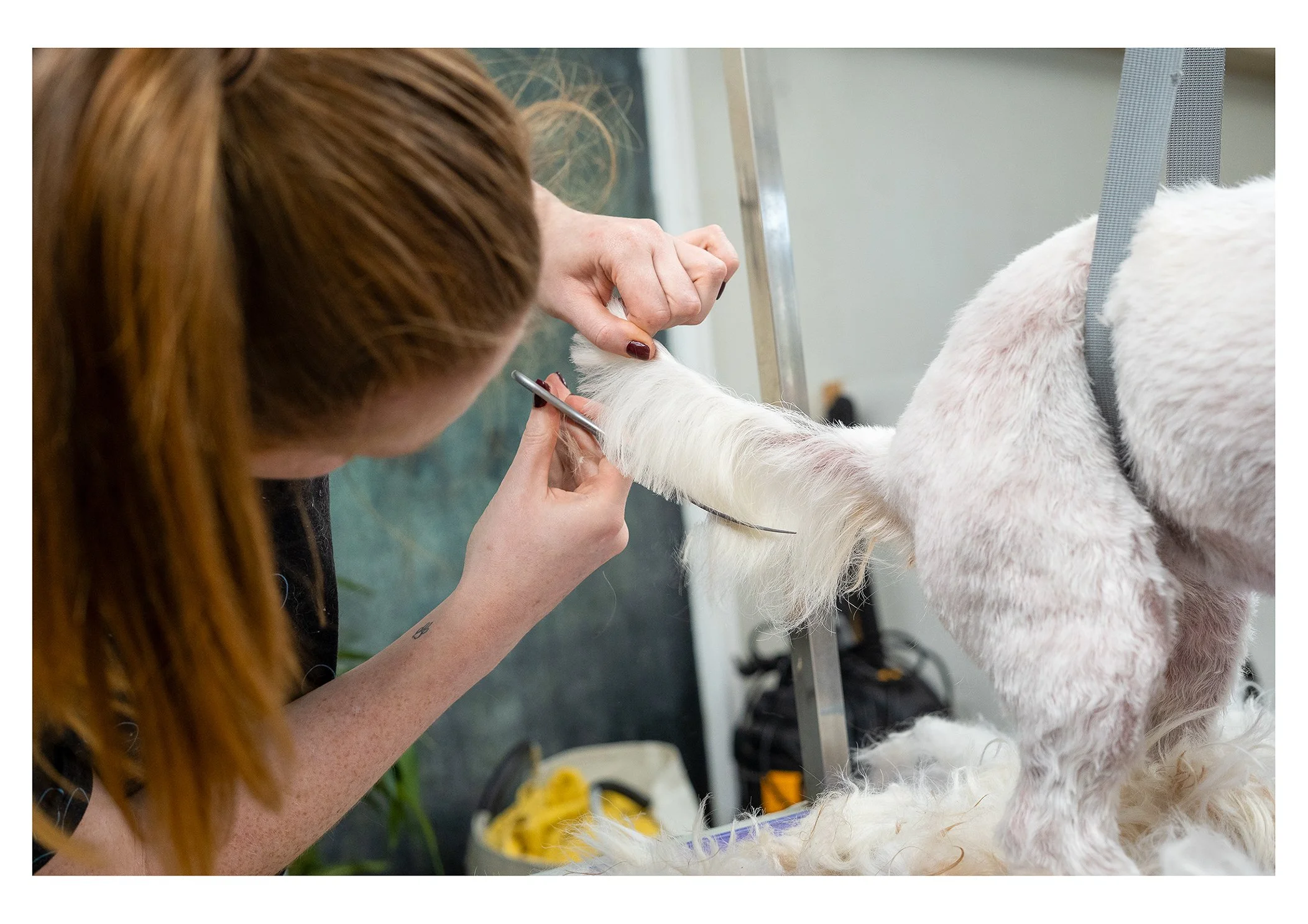 Groomer trimming a white dog's paws with scissors in a grooming salon.