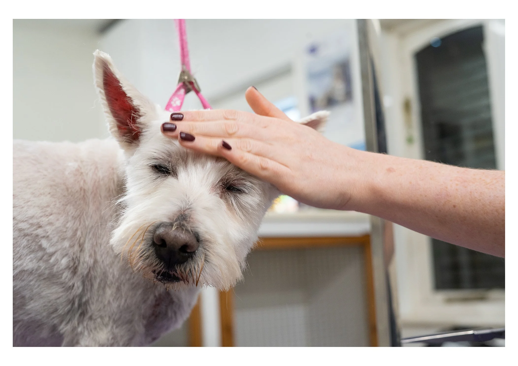 A person gently petting a white dog with a pink collar, in a veterinary clinic or grooming facility.