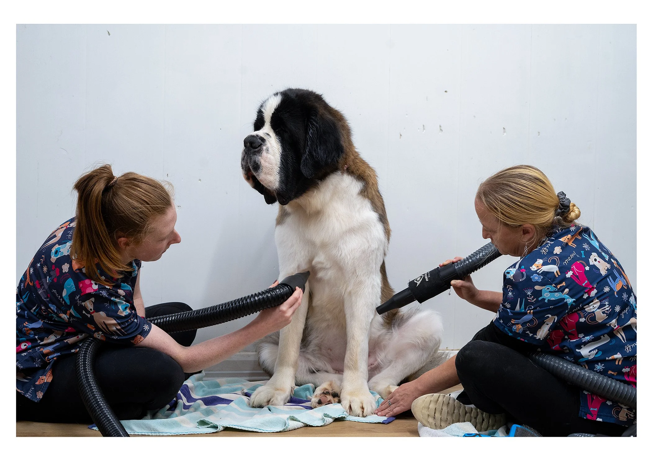 Two women in colorful scrubs are grooming a large Saint Bernard dog with dryers in a clinical setting.