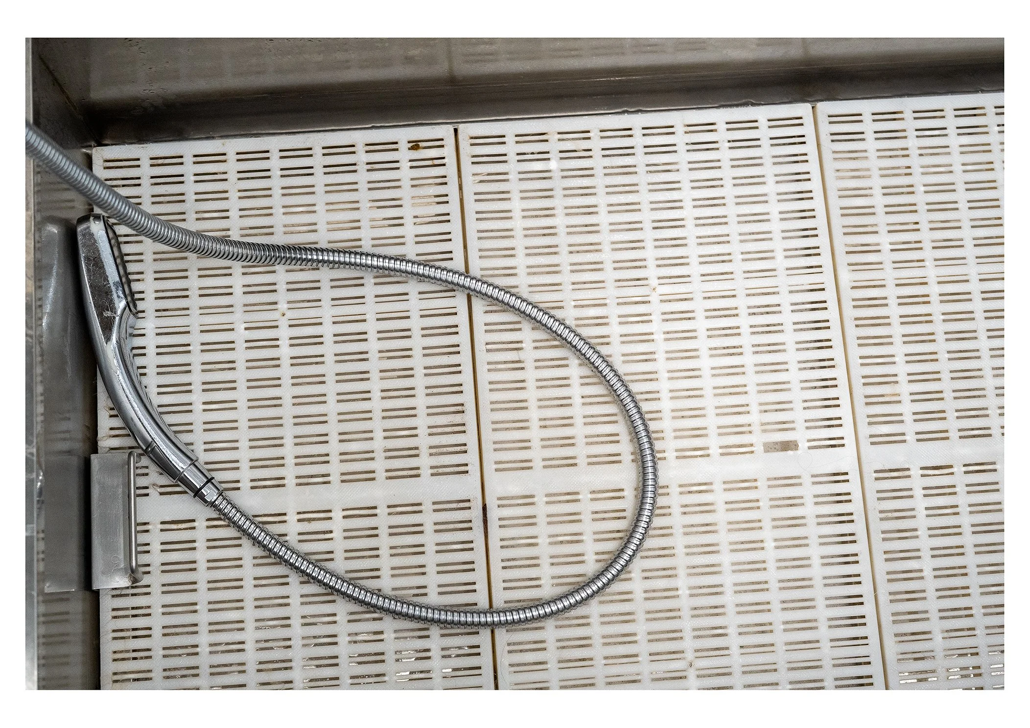 Showerhead attached to a pipe on a tiled bathroom wall.