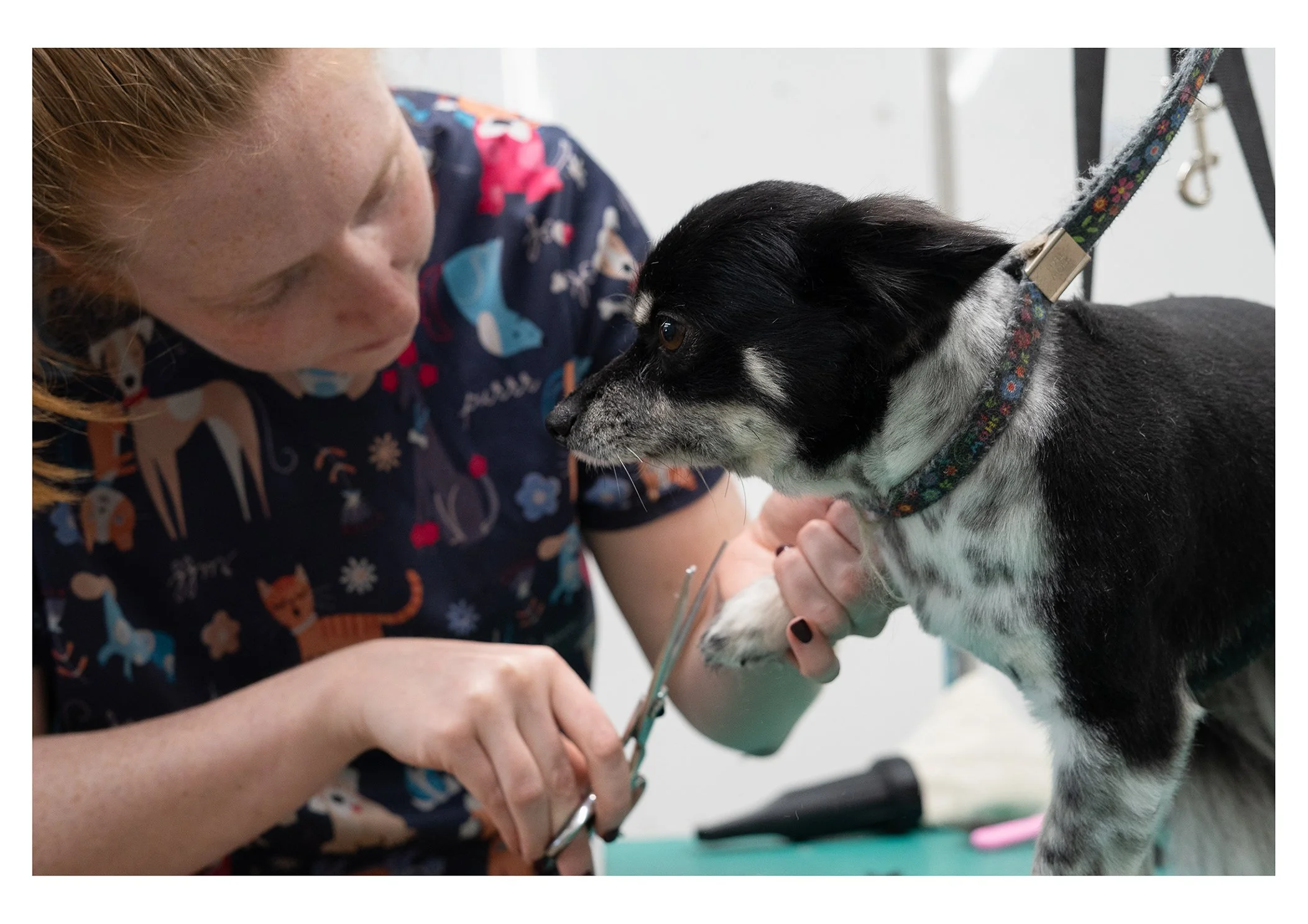 A veterinarian is trimming a black and white dog's nails at a veterinary clinic.