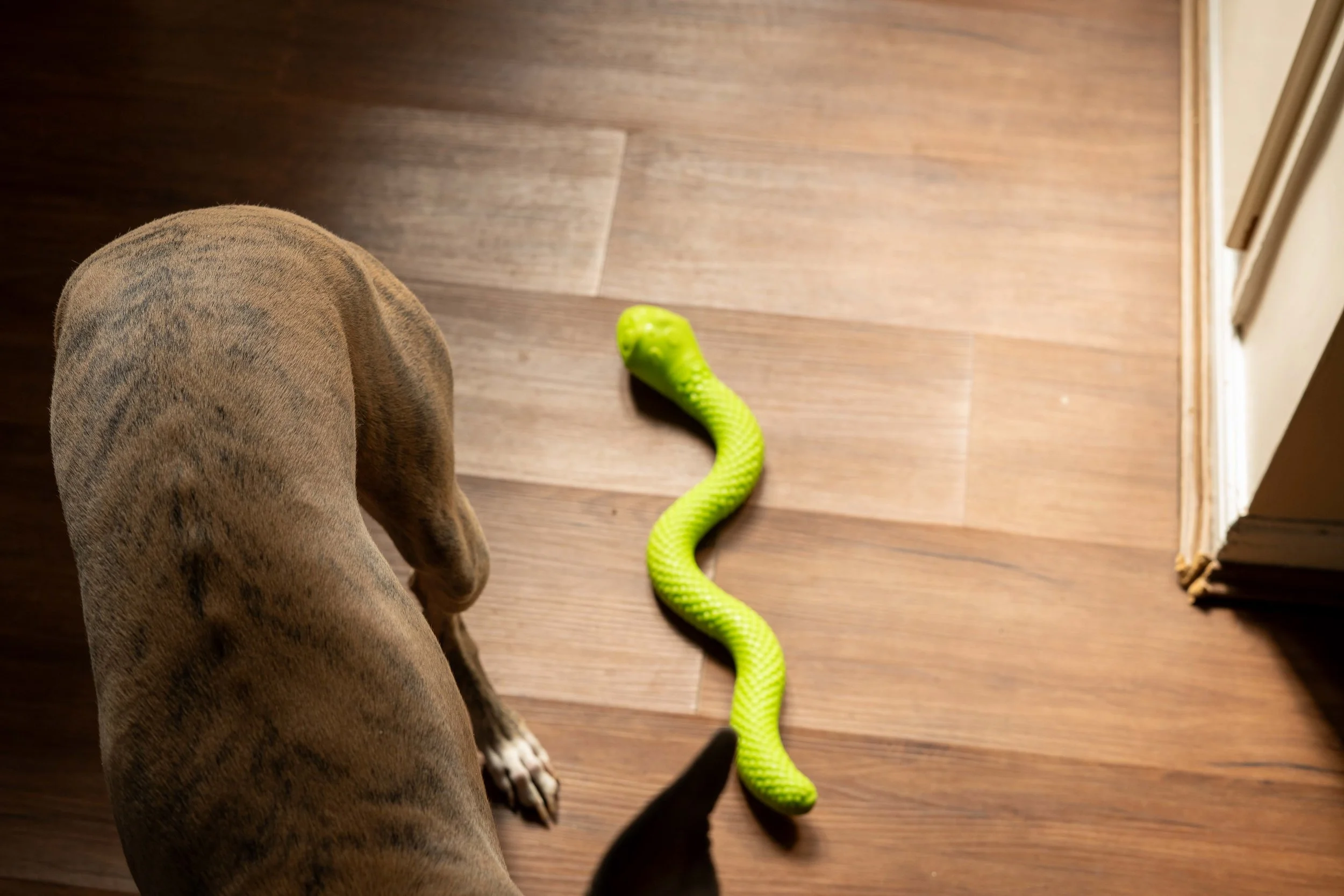 A brown dog with white paws looking at a green snake on a wooden floor near a doorway.