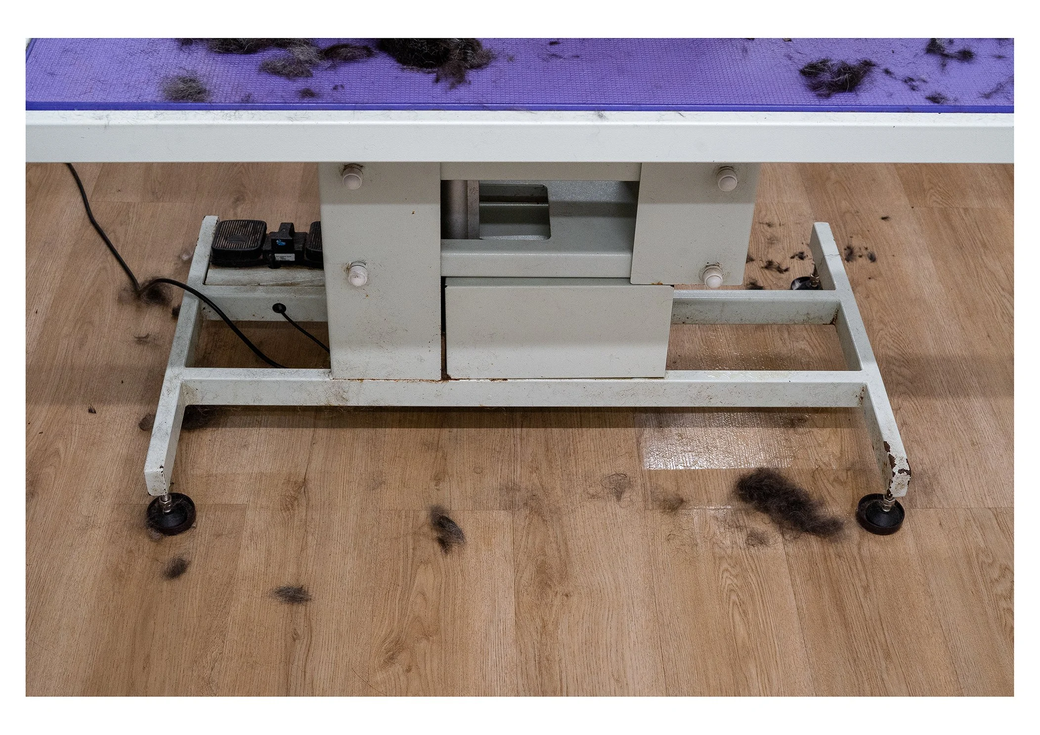 A medical or veterinary examination table with black fur and fur balls scattered on and around the wooden floor.