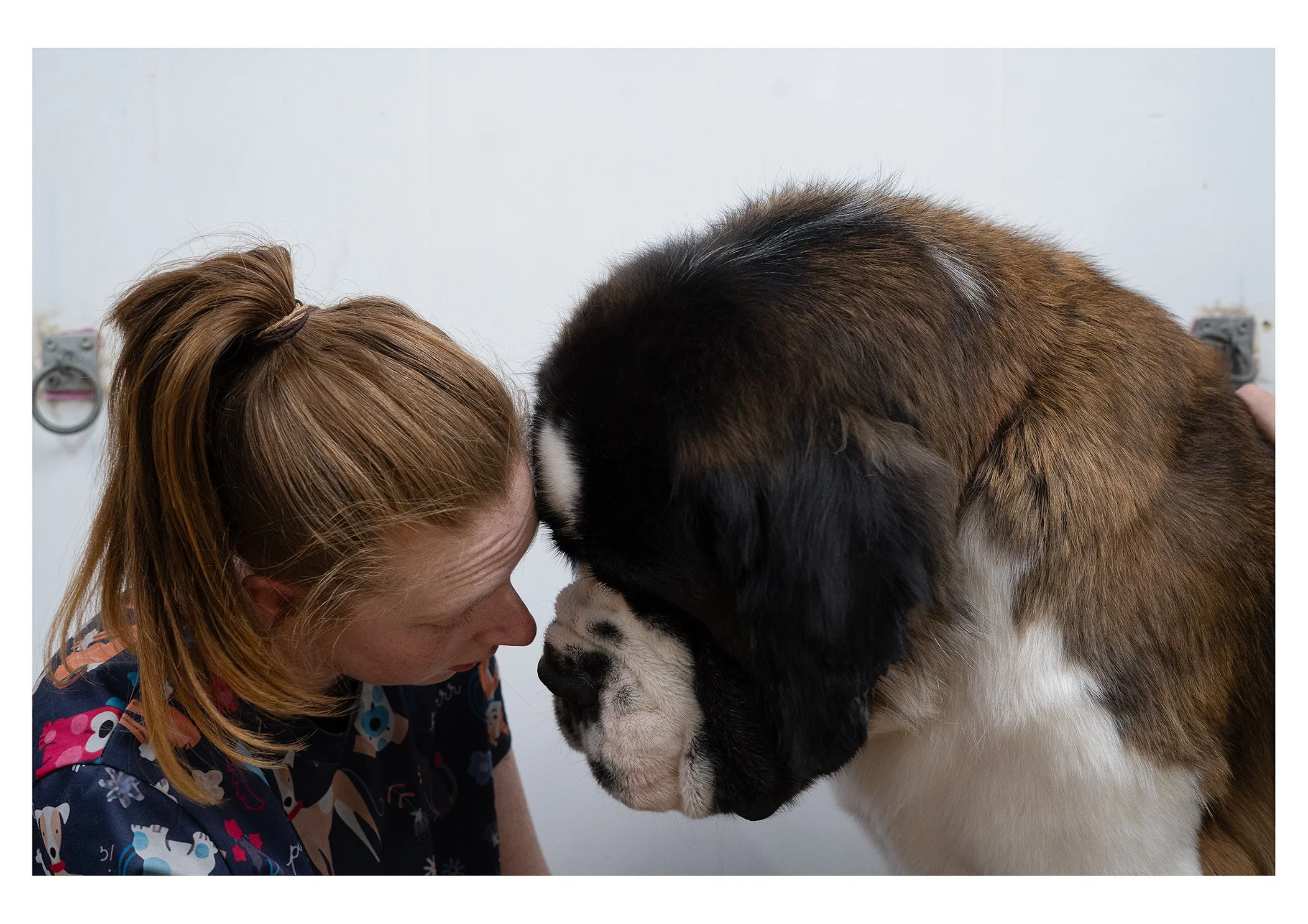 A woman and a large Saint Bernard dog with their foreheads touching in a grooming or veterinary setting.