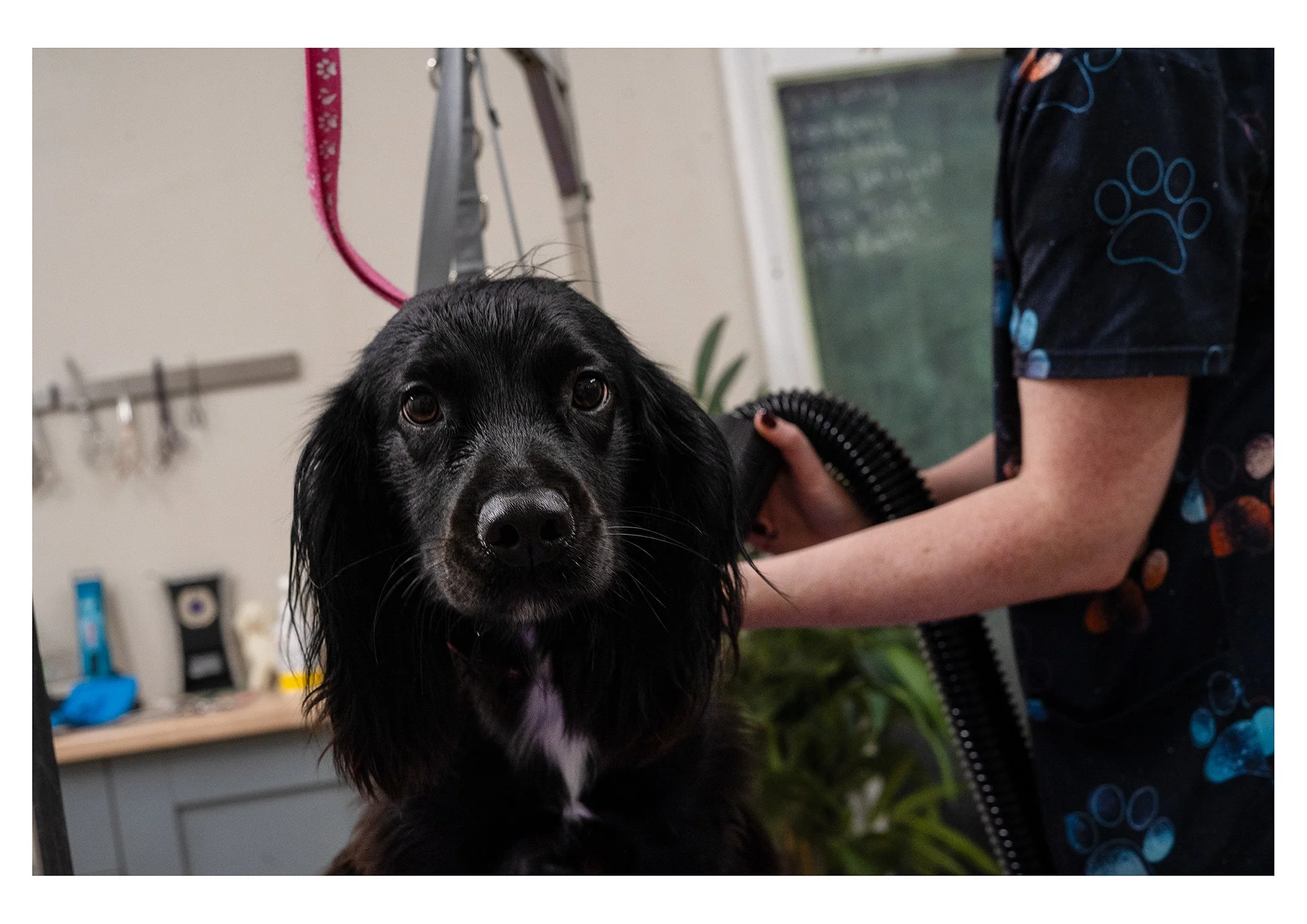 Close-up of a black dog with brown eyes sitting in a grooming salon while a groomer brushes its coat.