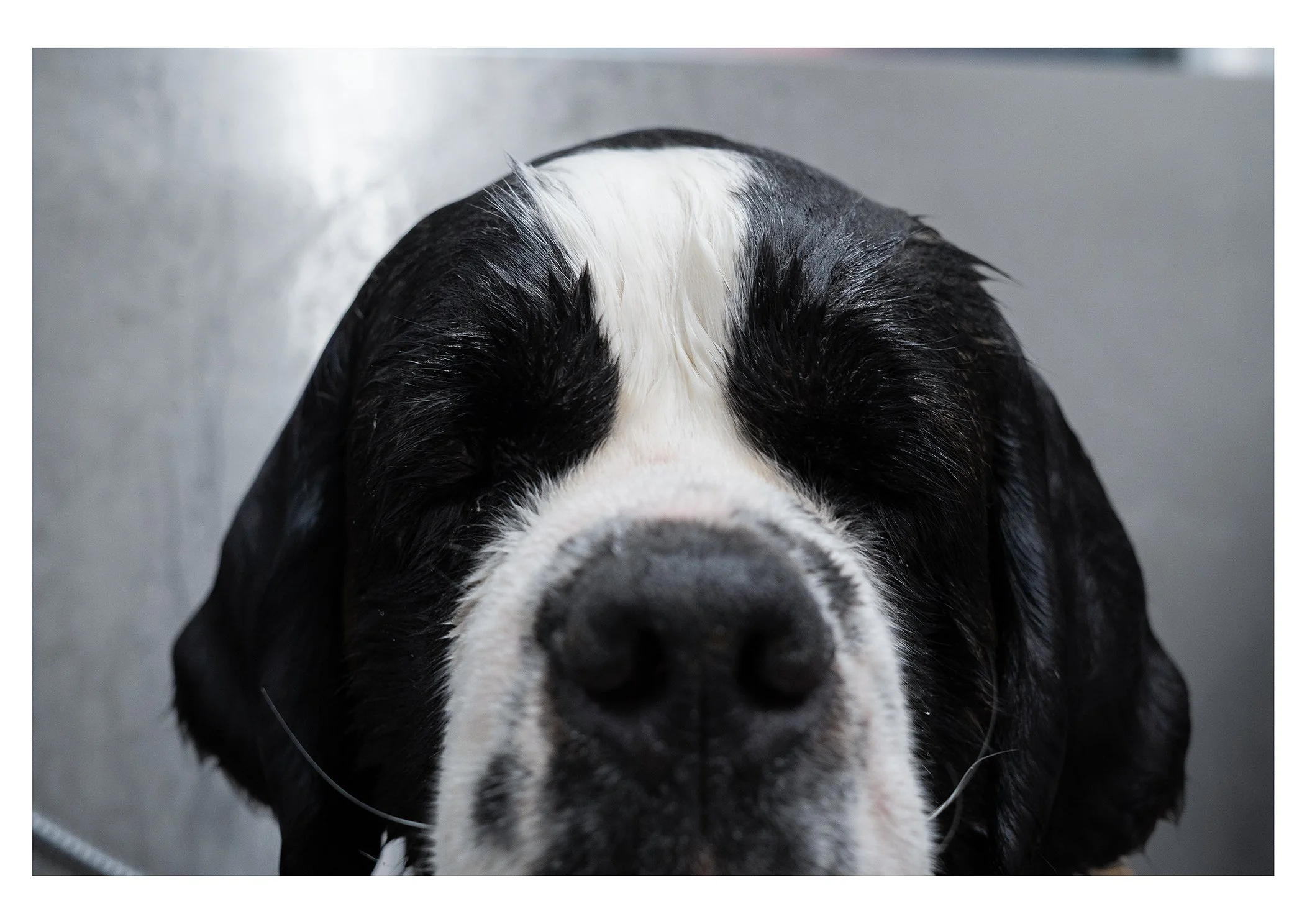 Close-up of a black and white dog's face, focusing on the nose and closed eyes.