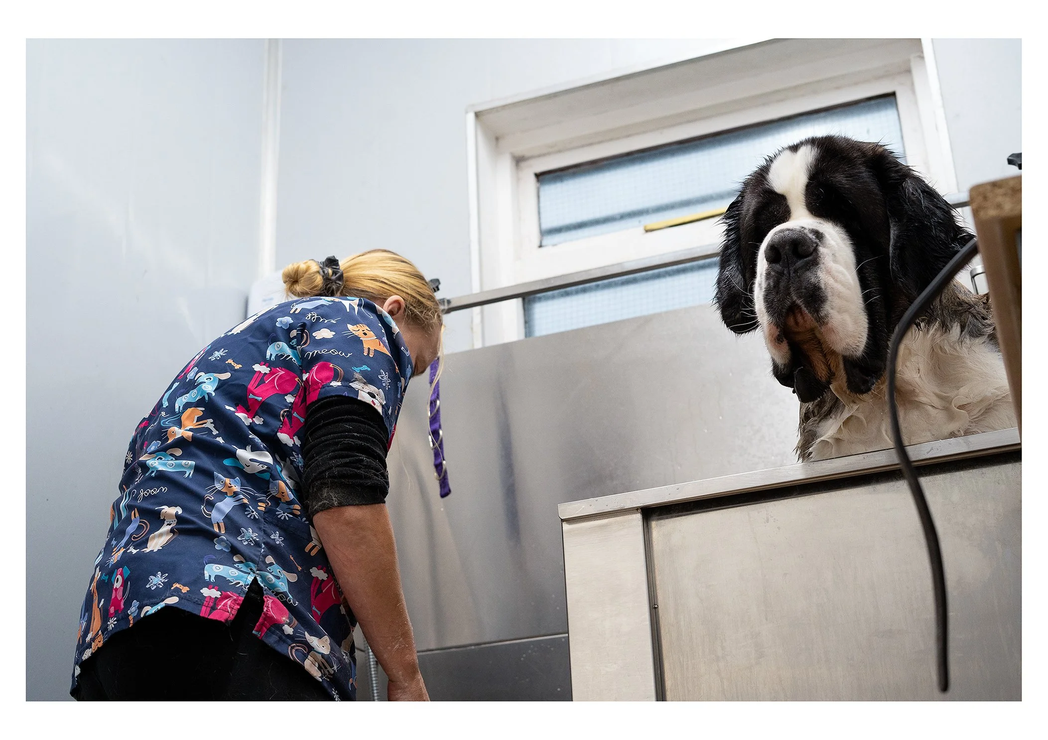 A veterinarian or groomer tending to a large Saint Bernard dog in a veterinary clinic or grooming station.