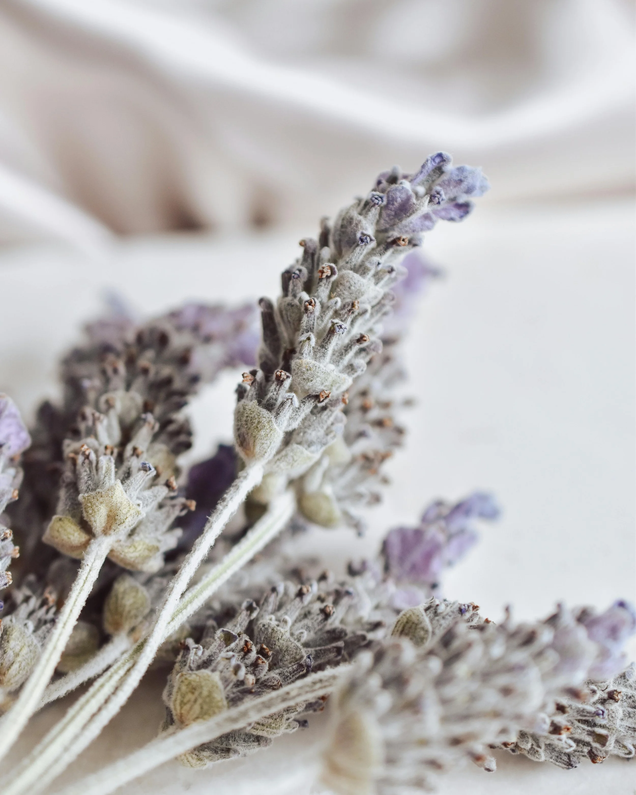 Brins de lavande séchée avec des fleurs violettes et des tiges velues.