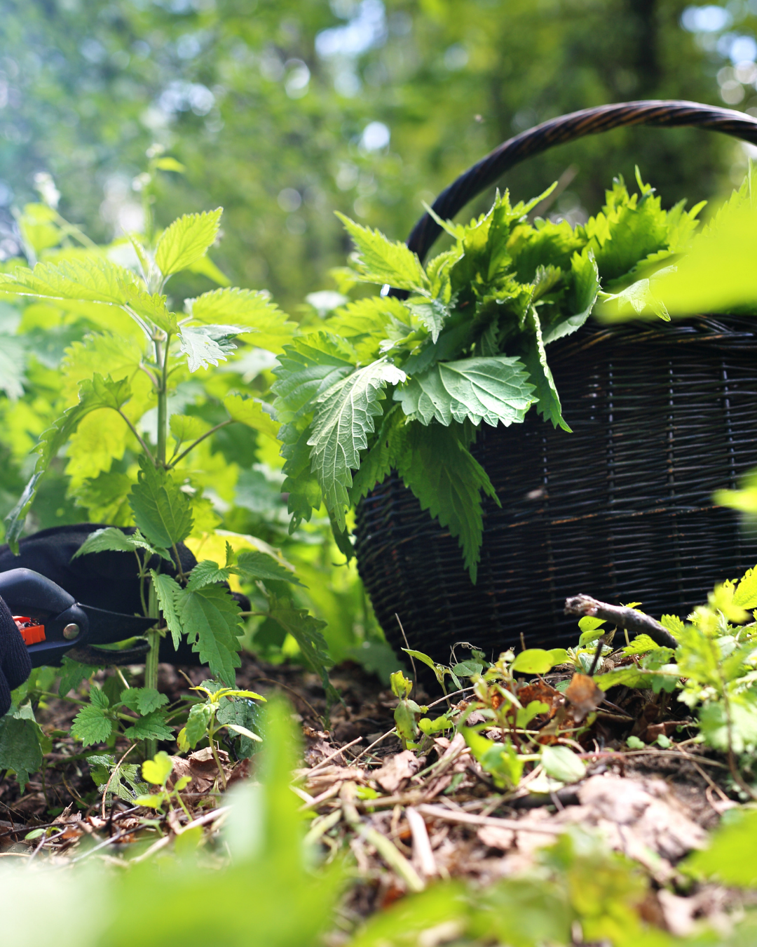 Ortie (Urtica dioica): bienfaits, usages et préparations au quotidien) 