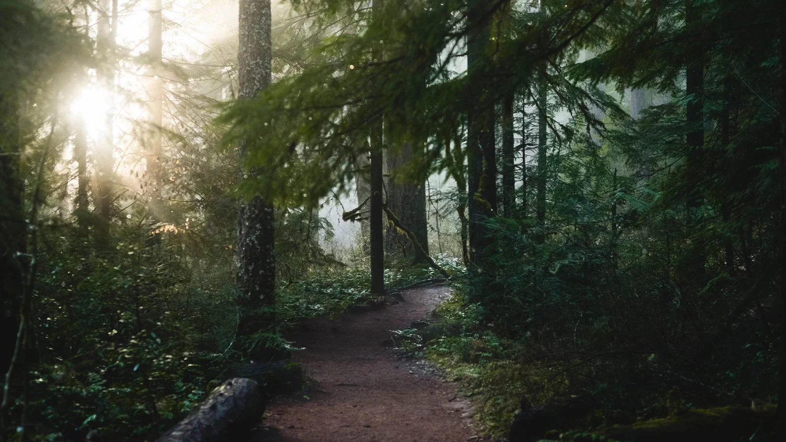 François D’Haene : comment progresser en descente en trail