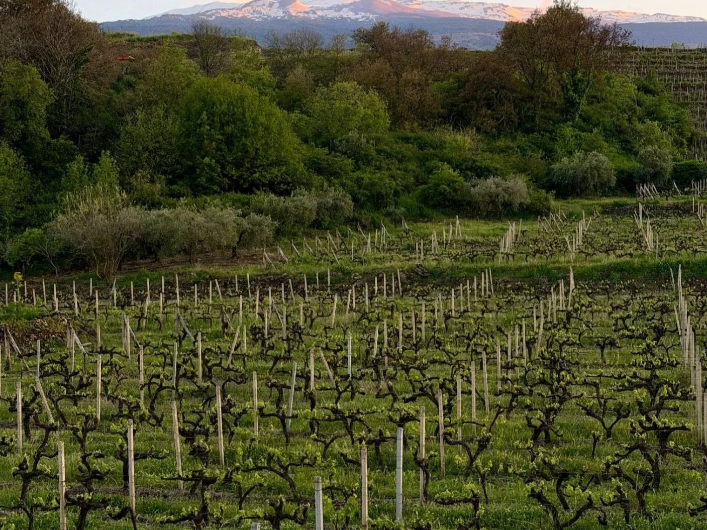 Sicily_EtnaVineyard_GoldenHour_Landscape.jpg