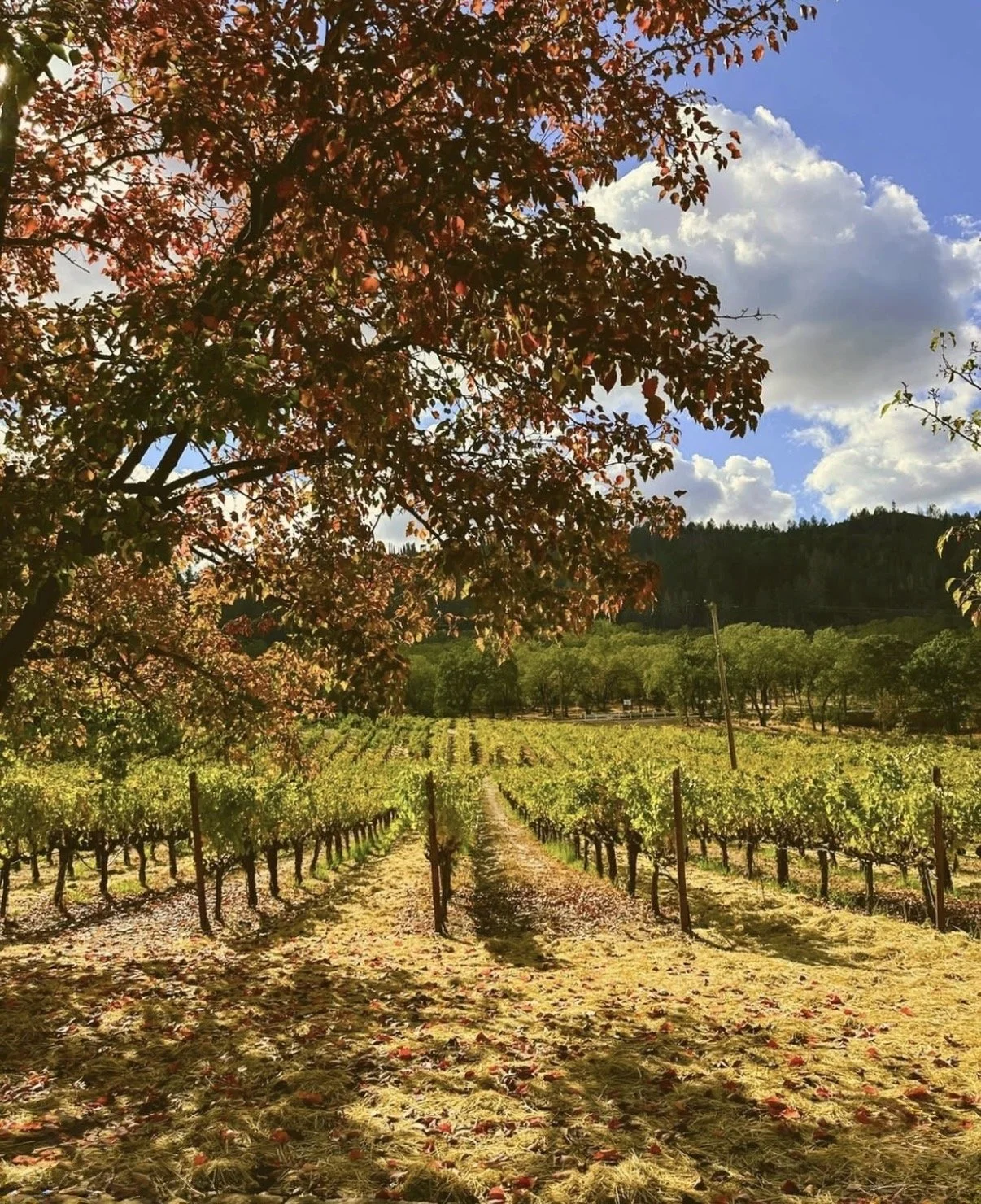Four Ways to Taste Napa and Sonoma