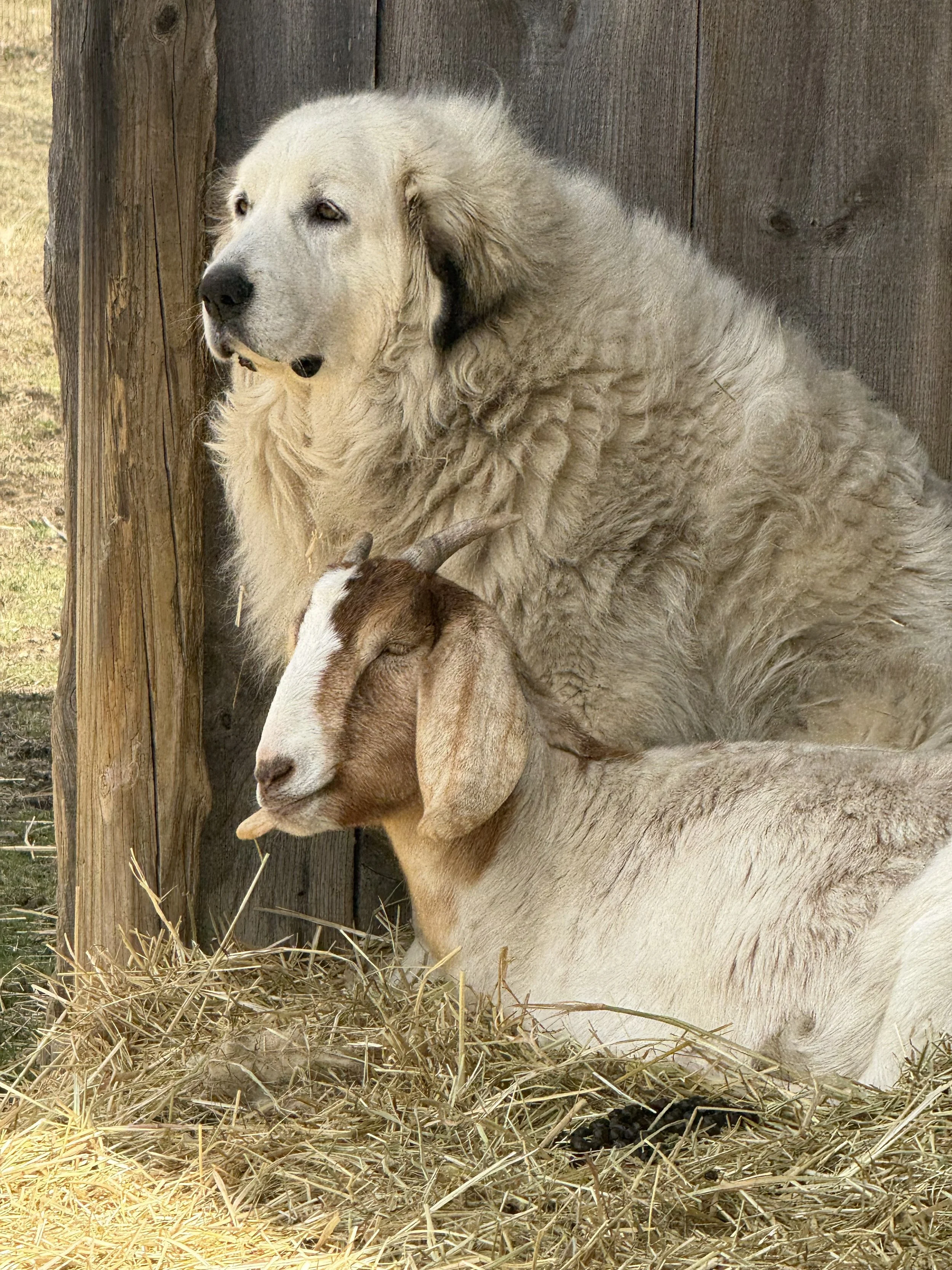 image of dog and goat