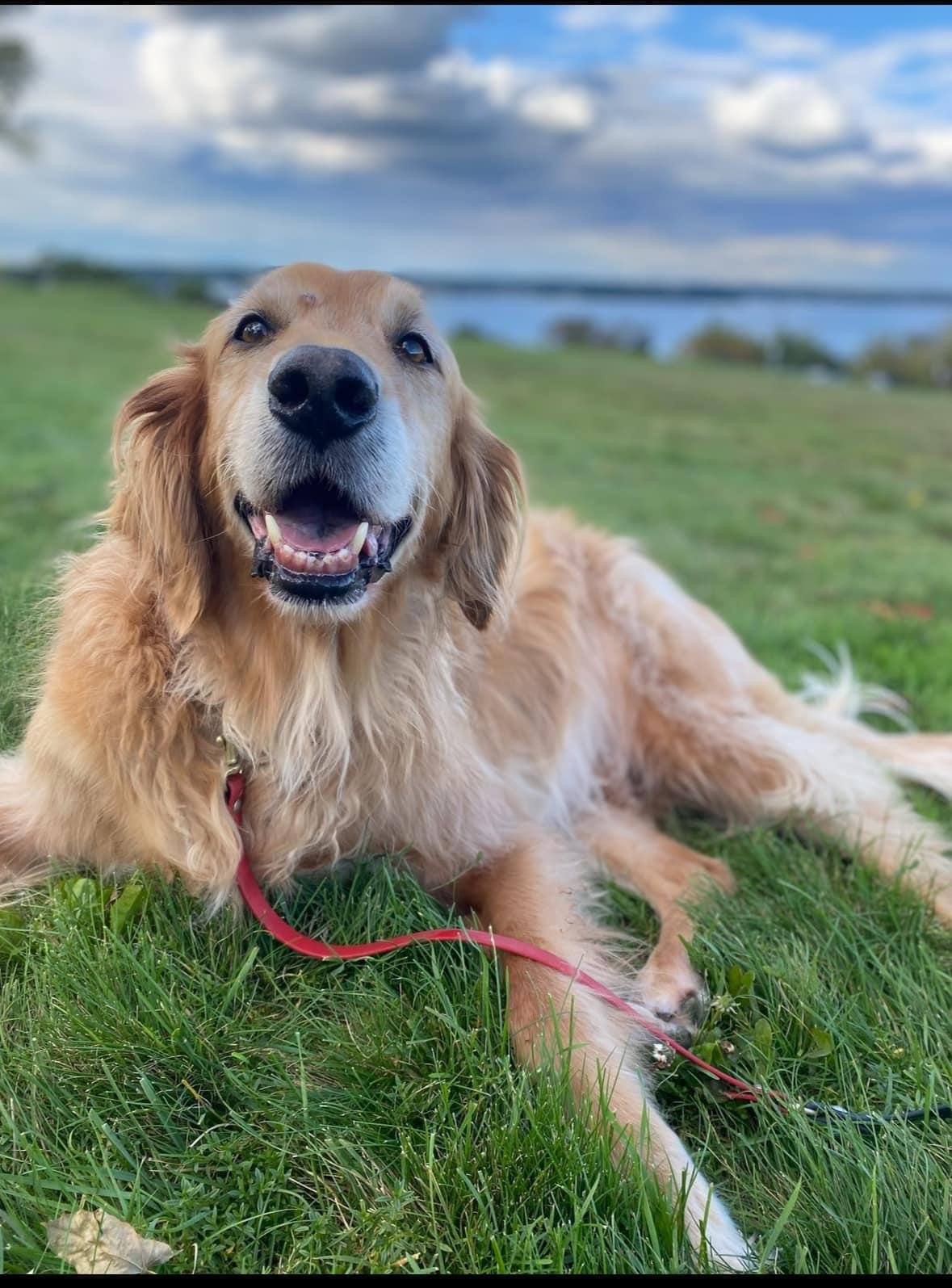 Dog presence yoga mindfulness grief reinvention Hugo