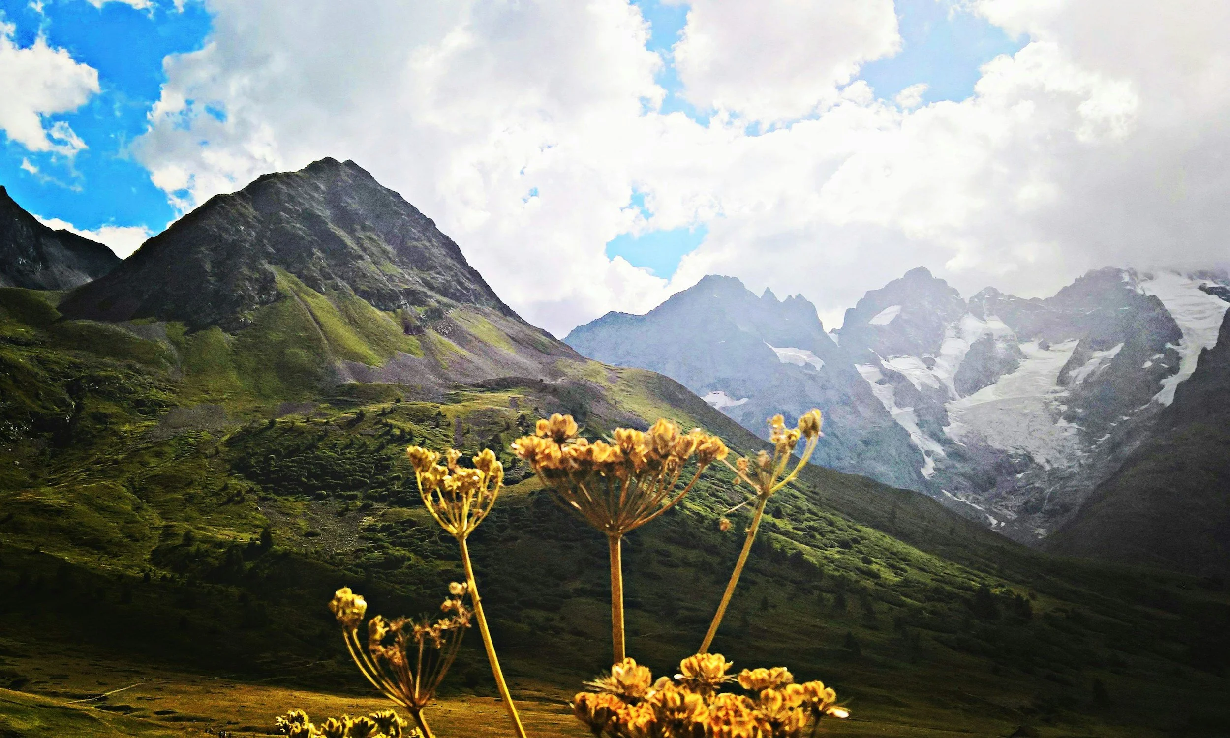 Mountain landscape with green slopes, snow-capped peaks in the distance, partly cloudy sky, and yellow wildflowers in the foreground.