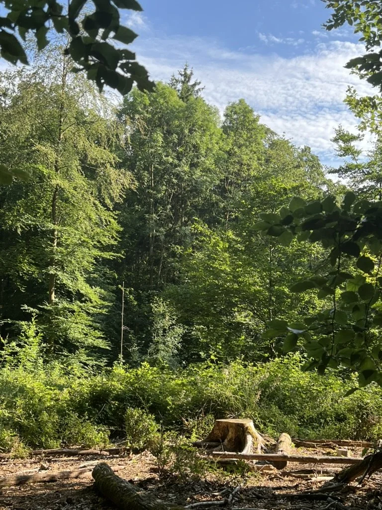 Ein Wald mit Bäumen, Büsche und einem Baumstumpf im Vordergrund, blauer Himmel mit einigen Wolken