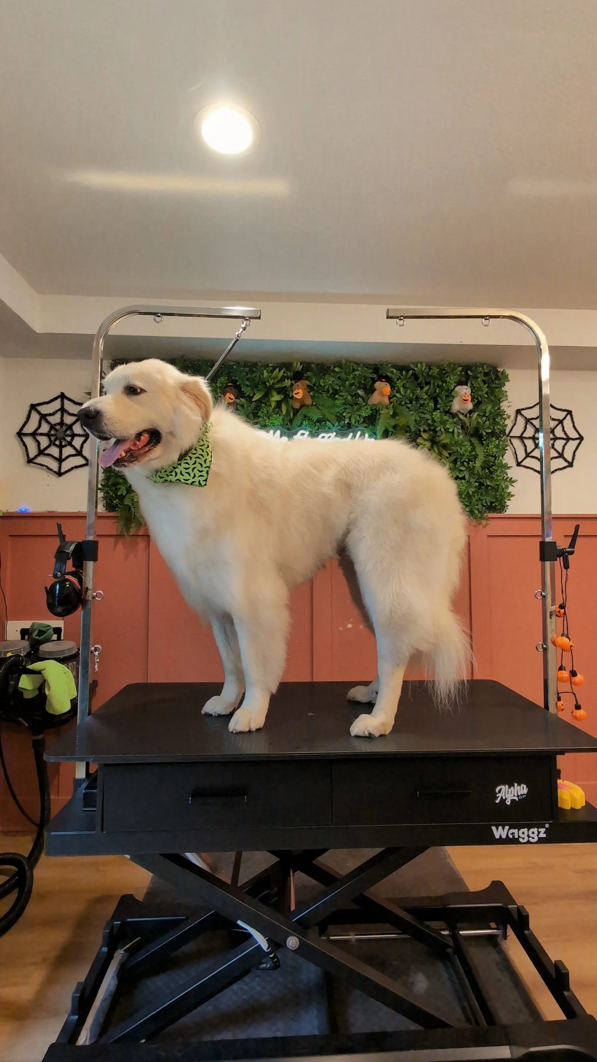 Deshedding Spa Treatment