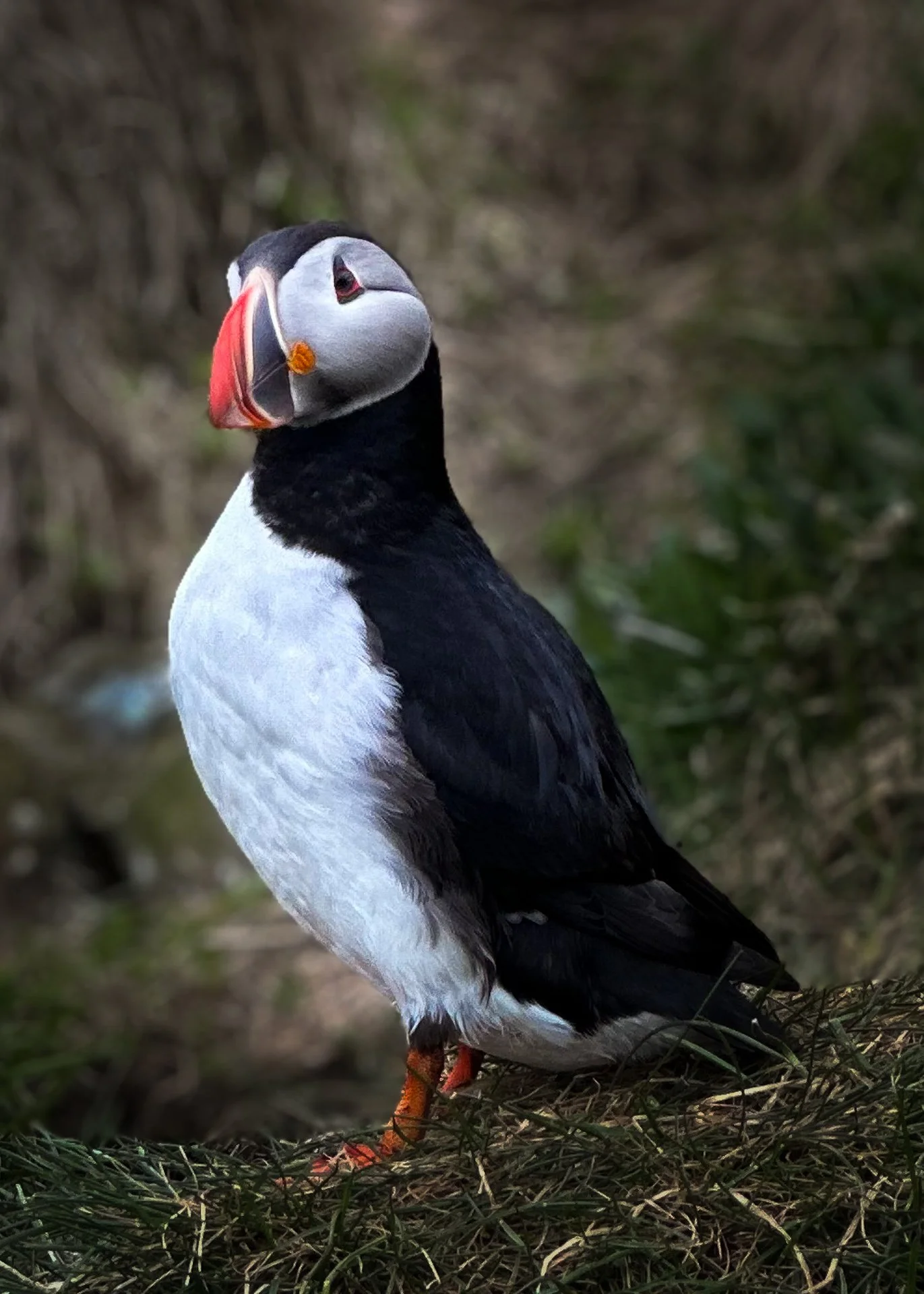Atlantic Puffin